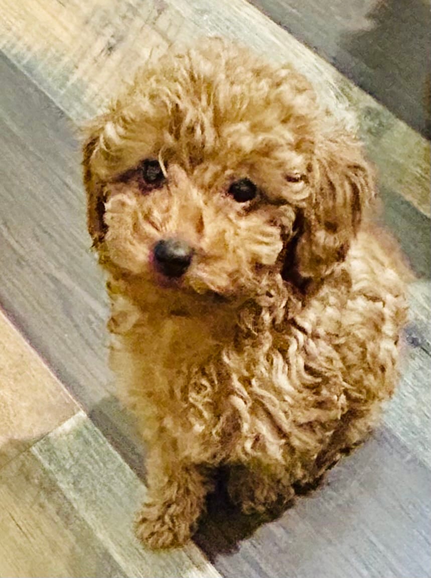 Boy2 (blue collar) – Poodle - Toy  puppy for sale in Augusta, GA