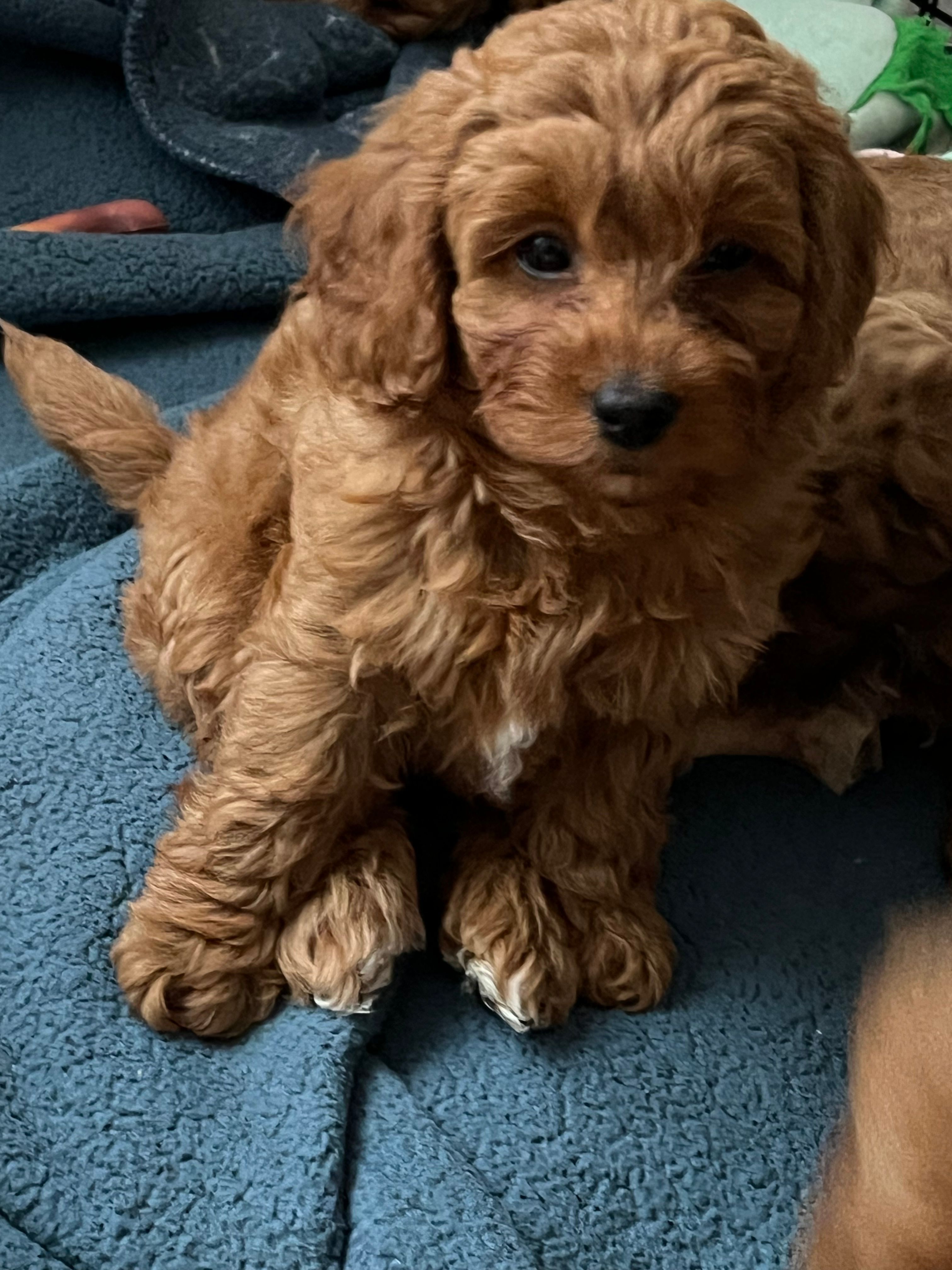 Red toy maltipoo