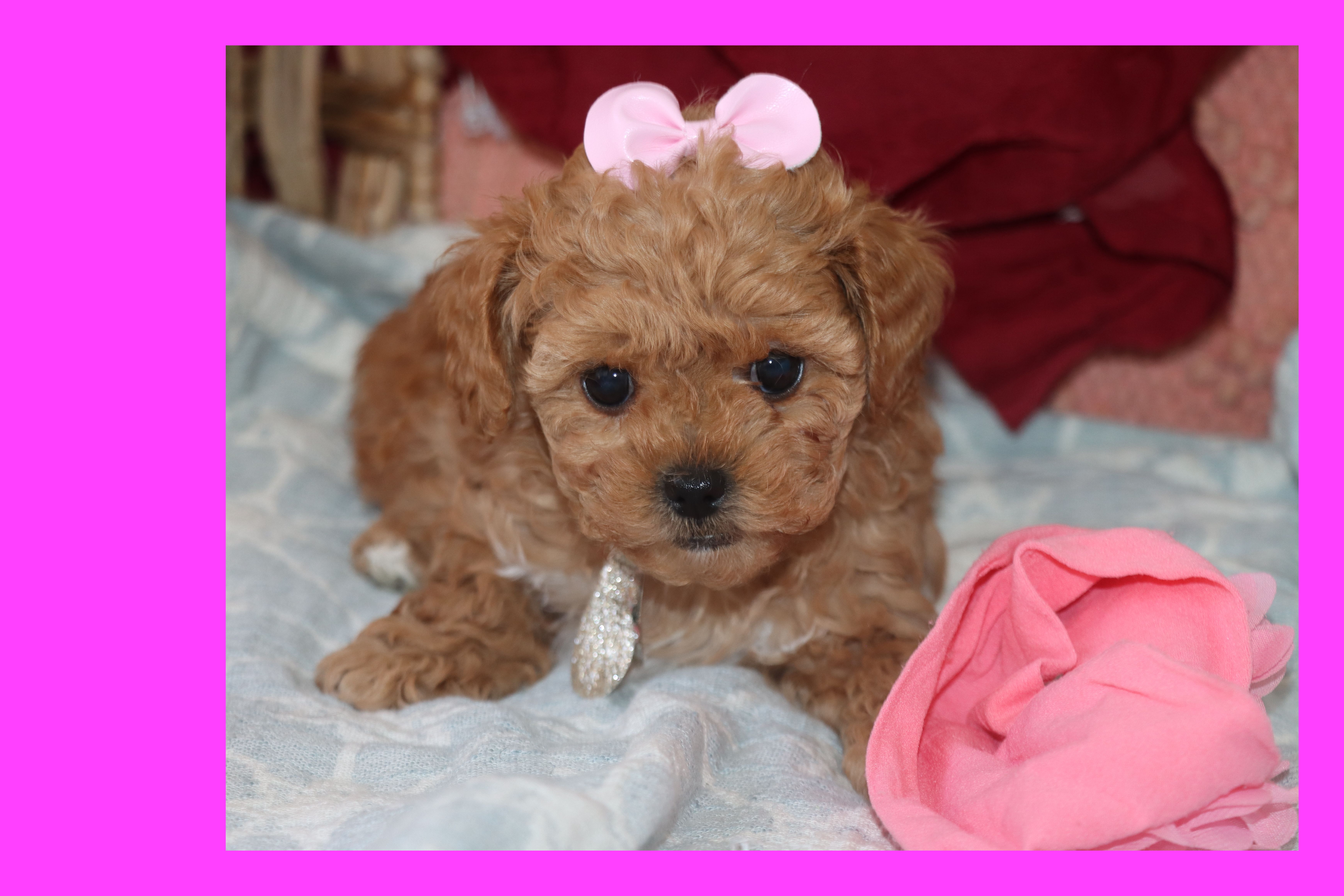 EMILIA – Maltipoo, Poodle - Toy  puppy for sale in Vallejo, CA