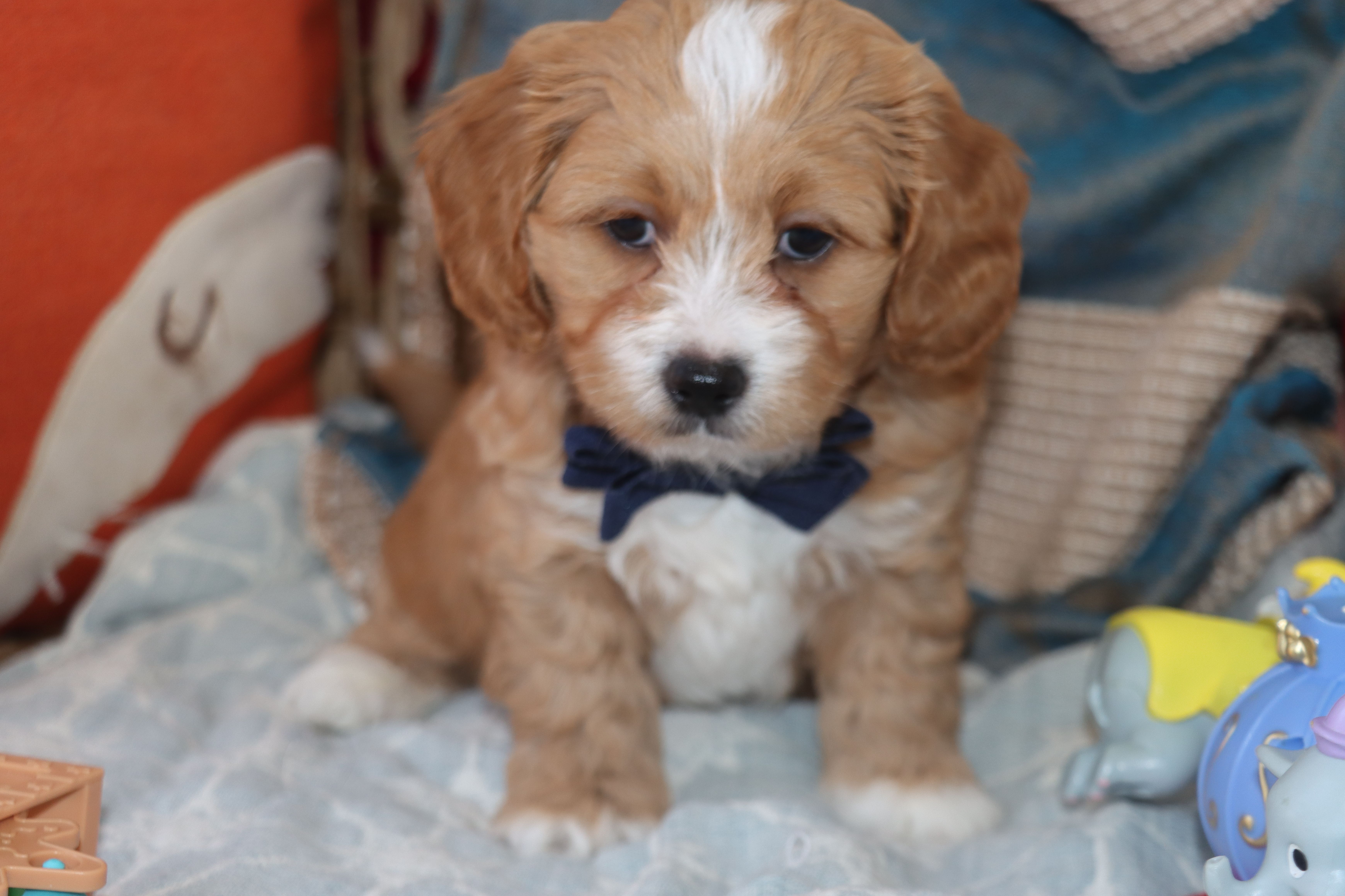 Red Toy Poodle  – Maltipoo, Poodle - Toy  puppy for sale in Vallejo, CA