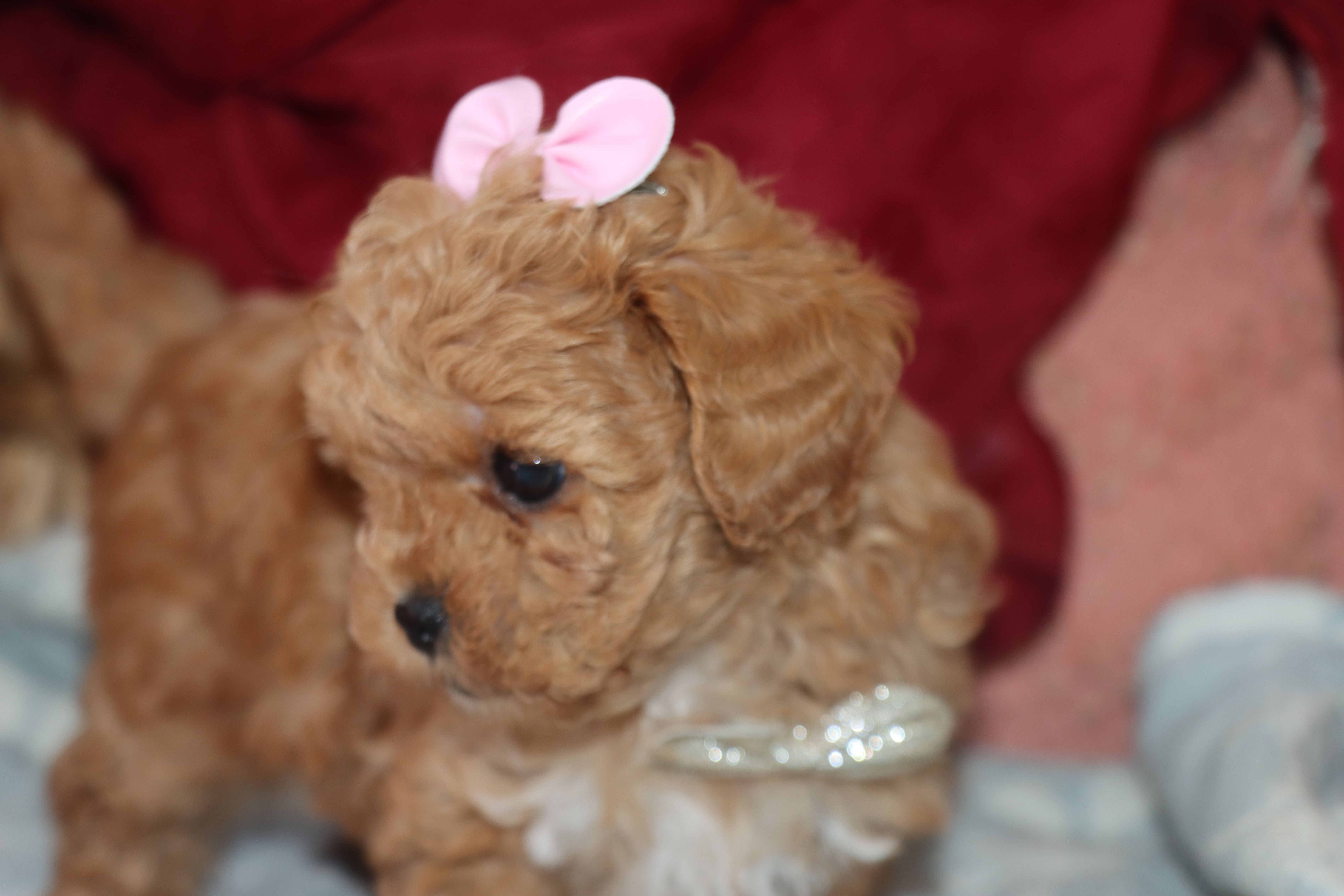 Red Toy Maltipoo – Maltipoo, Poodle - Toy  puppy for sale in Vallejo, CA
