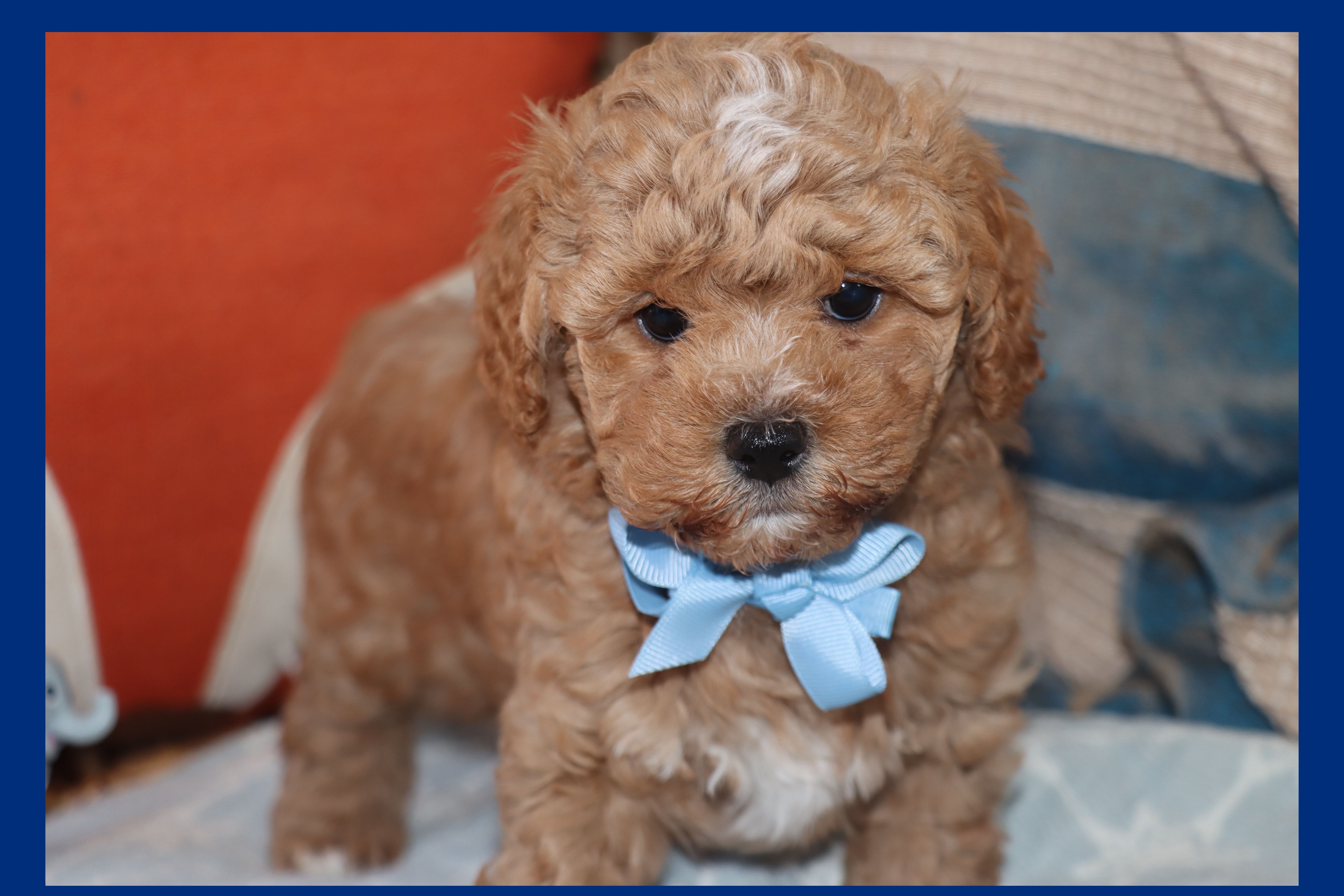 ANAN – Maltipoo, Poodle - Toy  puppy for sale in Vallejo, CA
