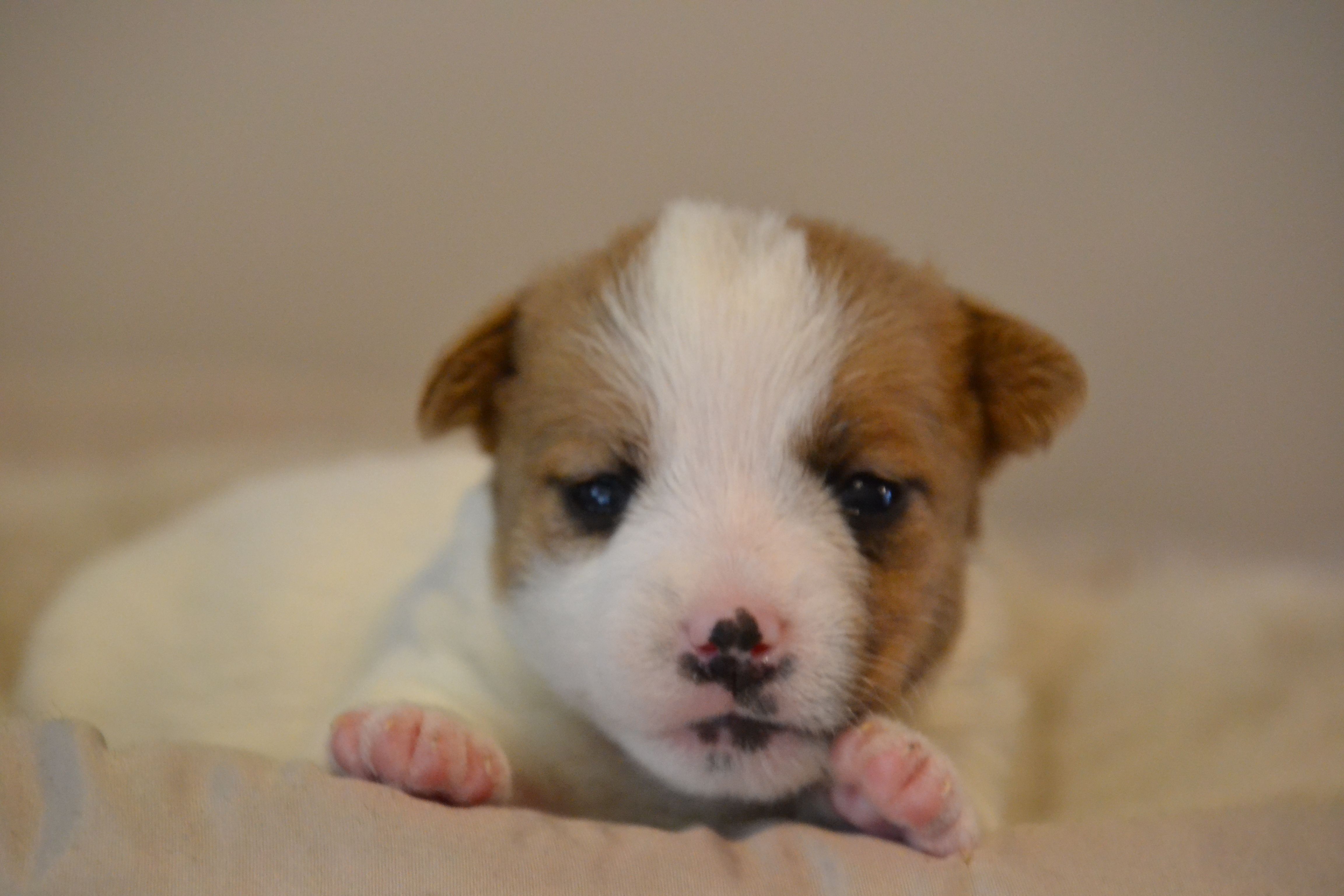 Elisa – Jack Russell Terrier puppy for sale in Cerro Gordo, NC