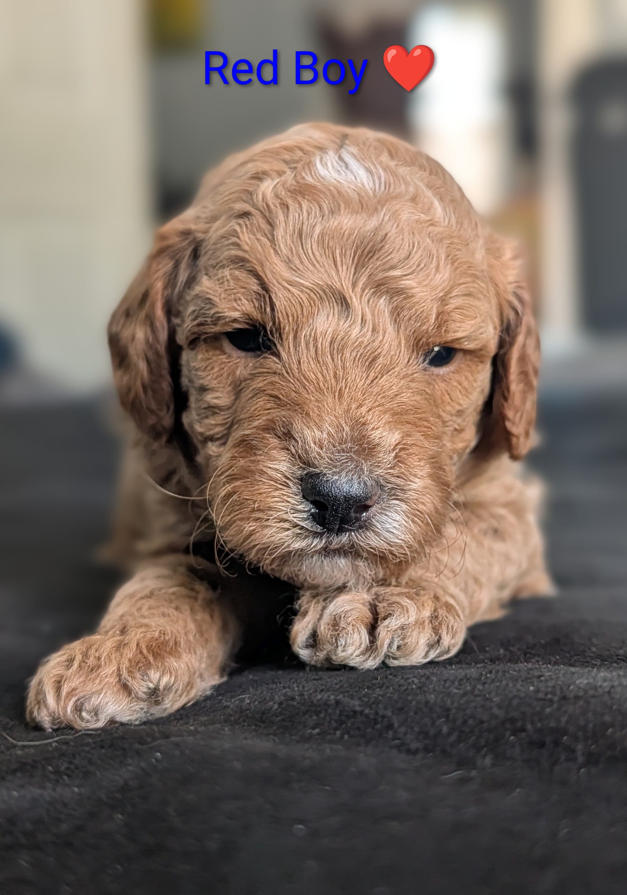 Red Boy – Poodle - Standard  puppy for sale in Hillsboro, IL