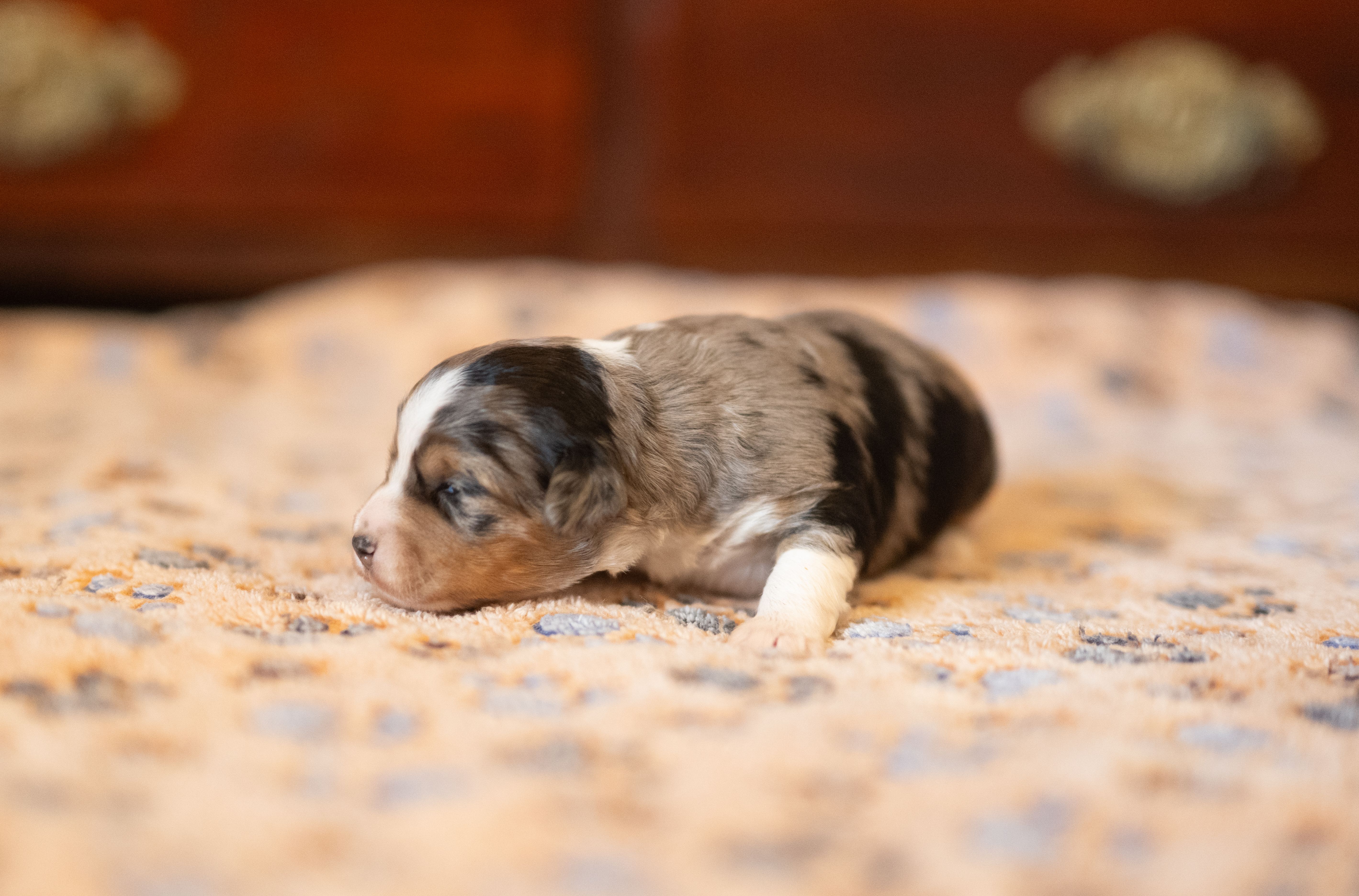 Millie – Miniature Aussiedoodle puppy on hold in Arcadia, WI