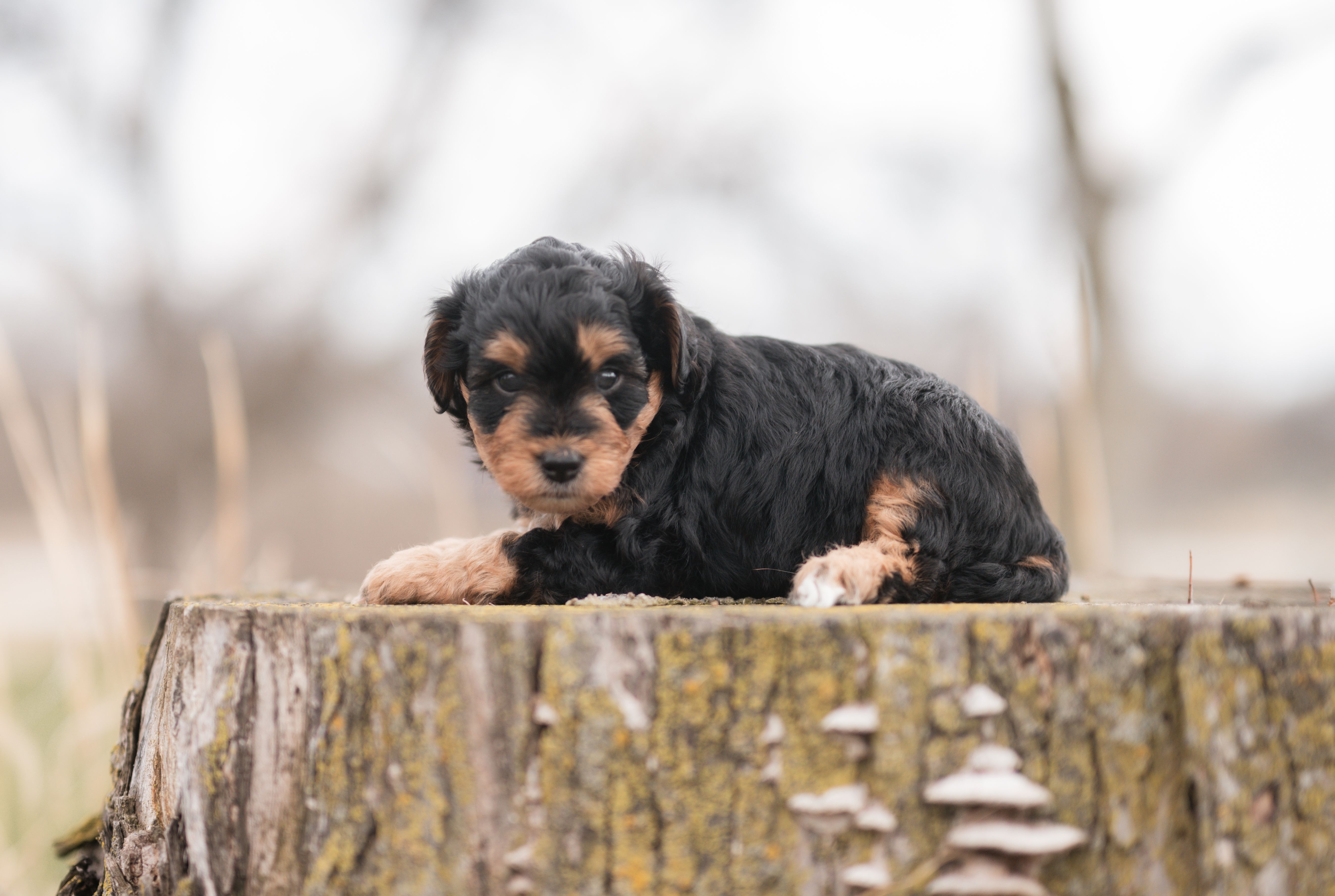 Copper – Miniature Aussiedoodle puppy for sale in Arcadia, WI