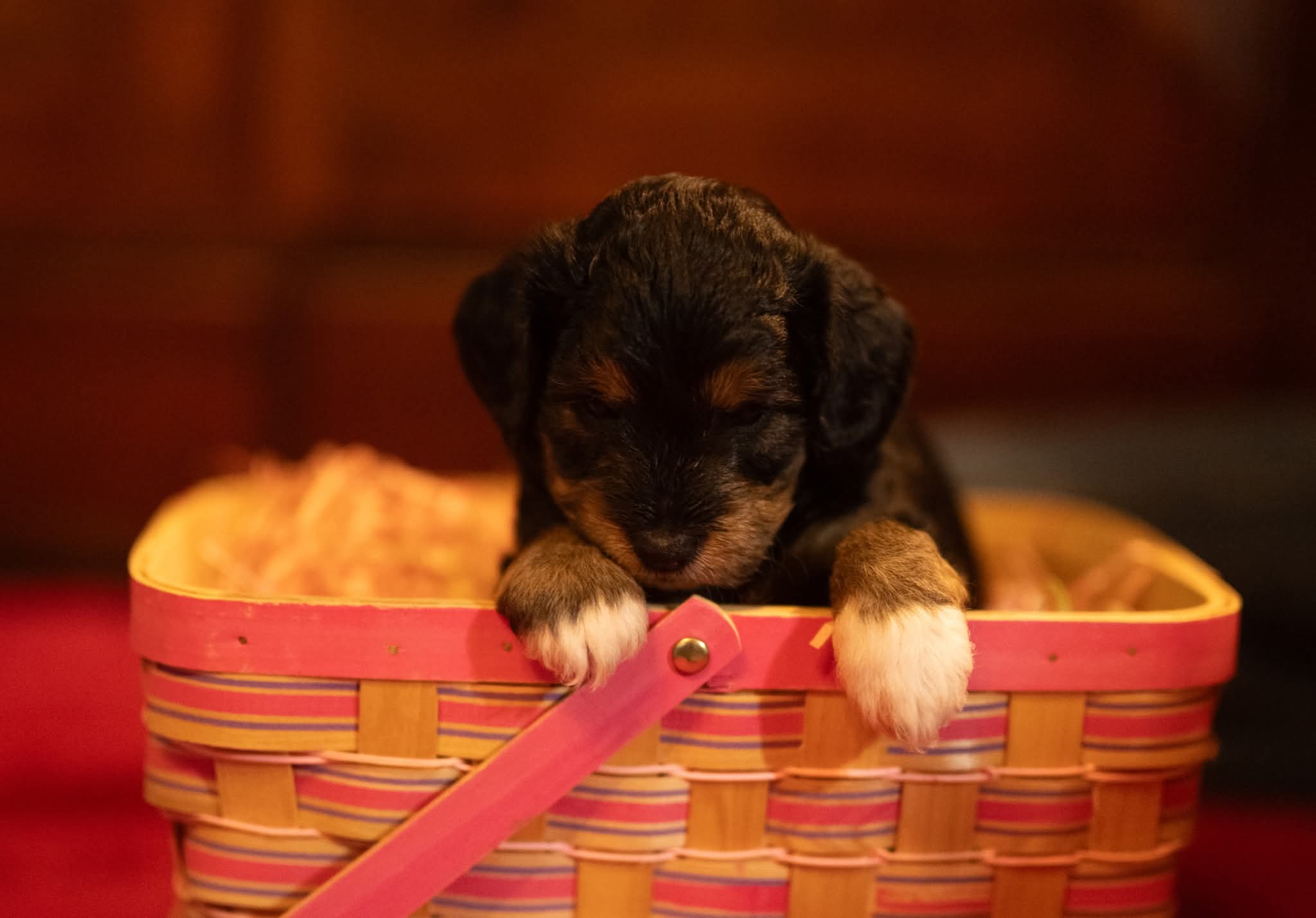 Chonkers – Miniature Aussiedoodle puppy for sale in Arcadia, WI