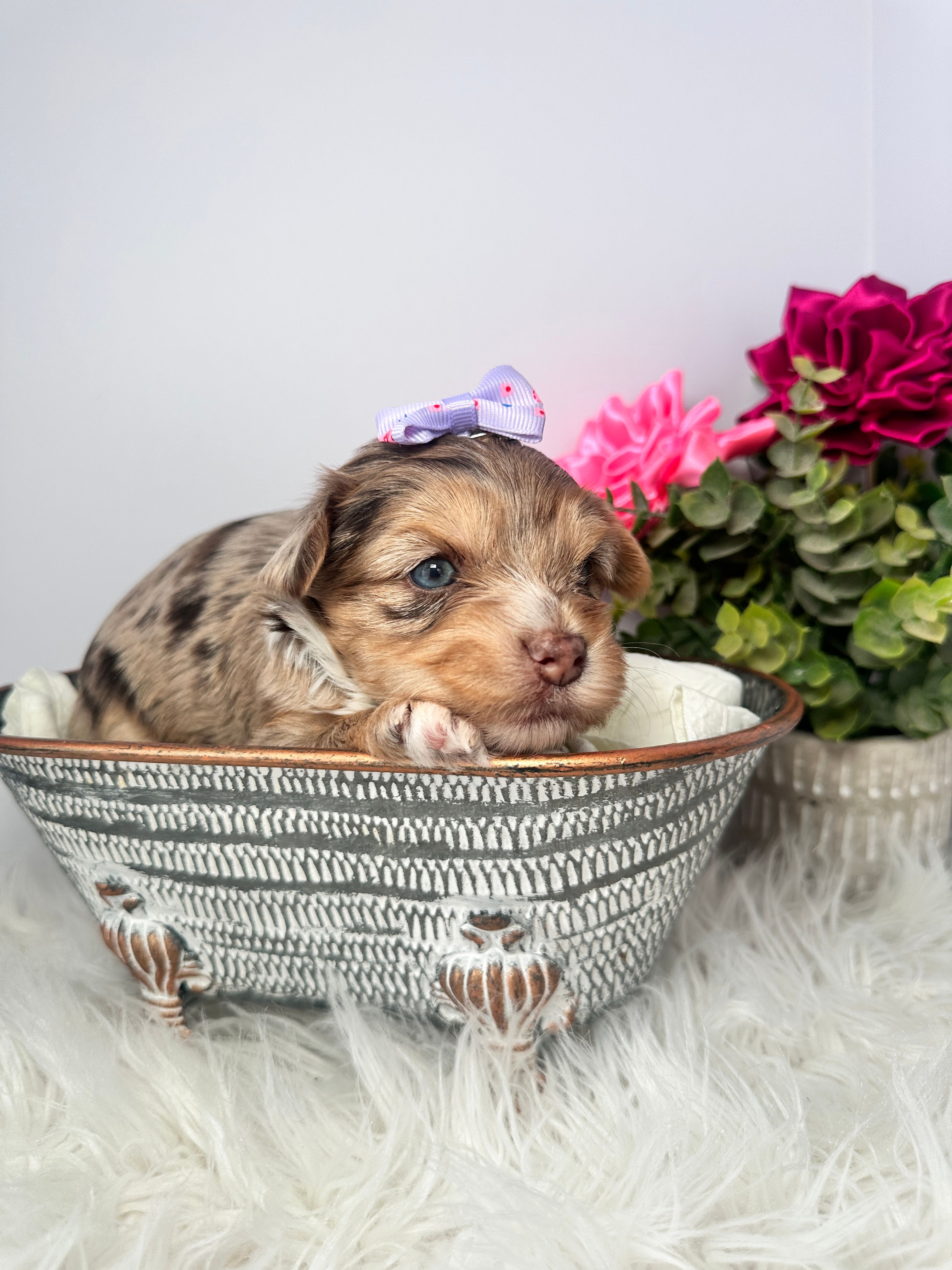 Aria – Yorkshire Terrier puppy for sale in Tampa, FL