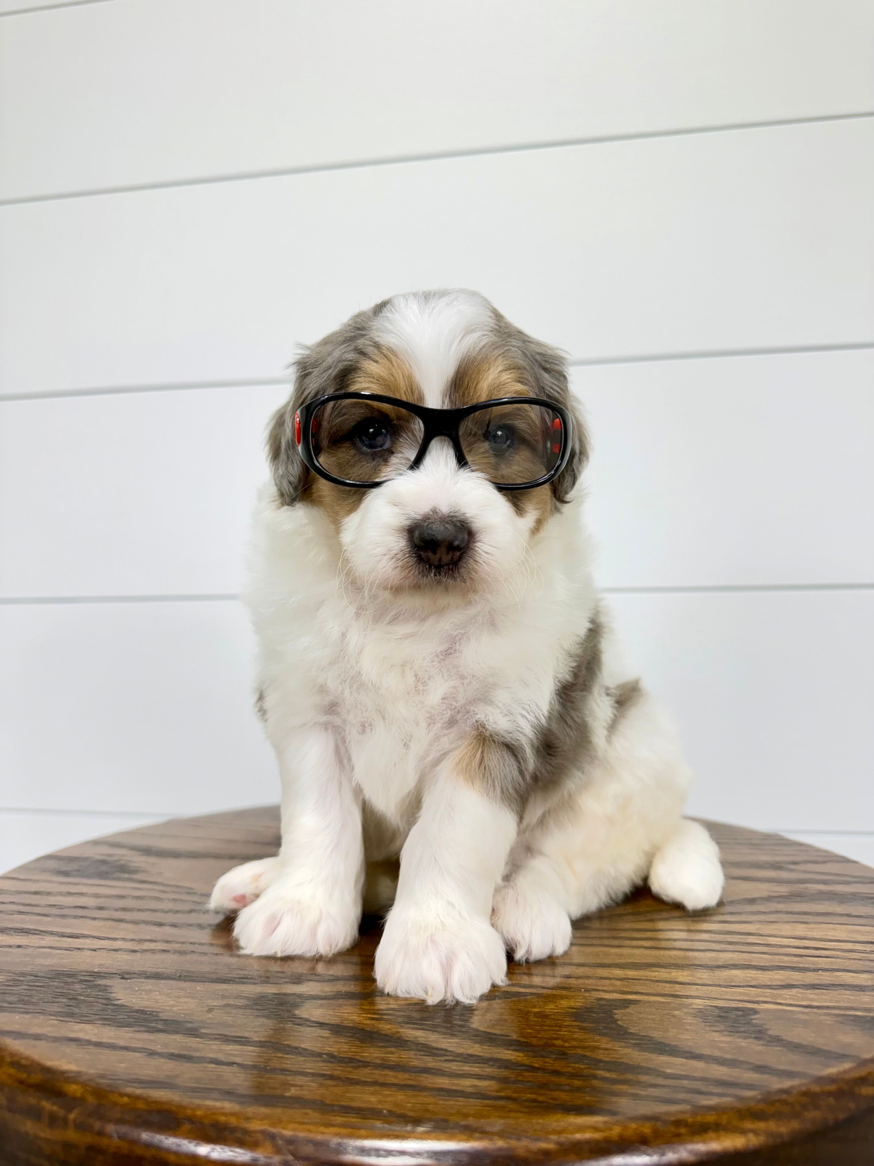 Piper 💖 – Miniature Goldendoodle puppy for sale in Dover, OH