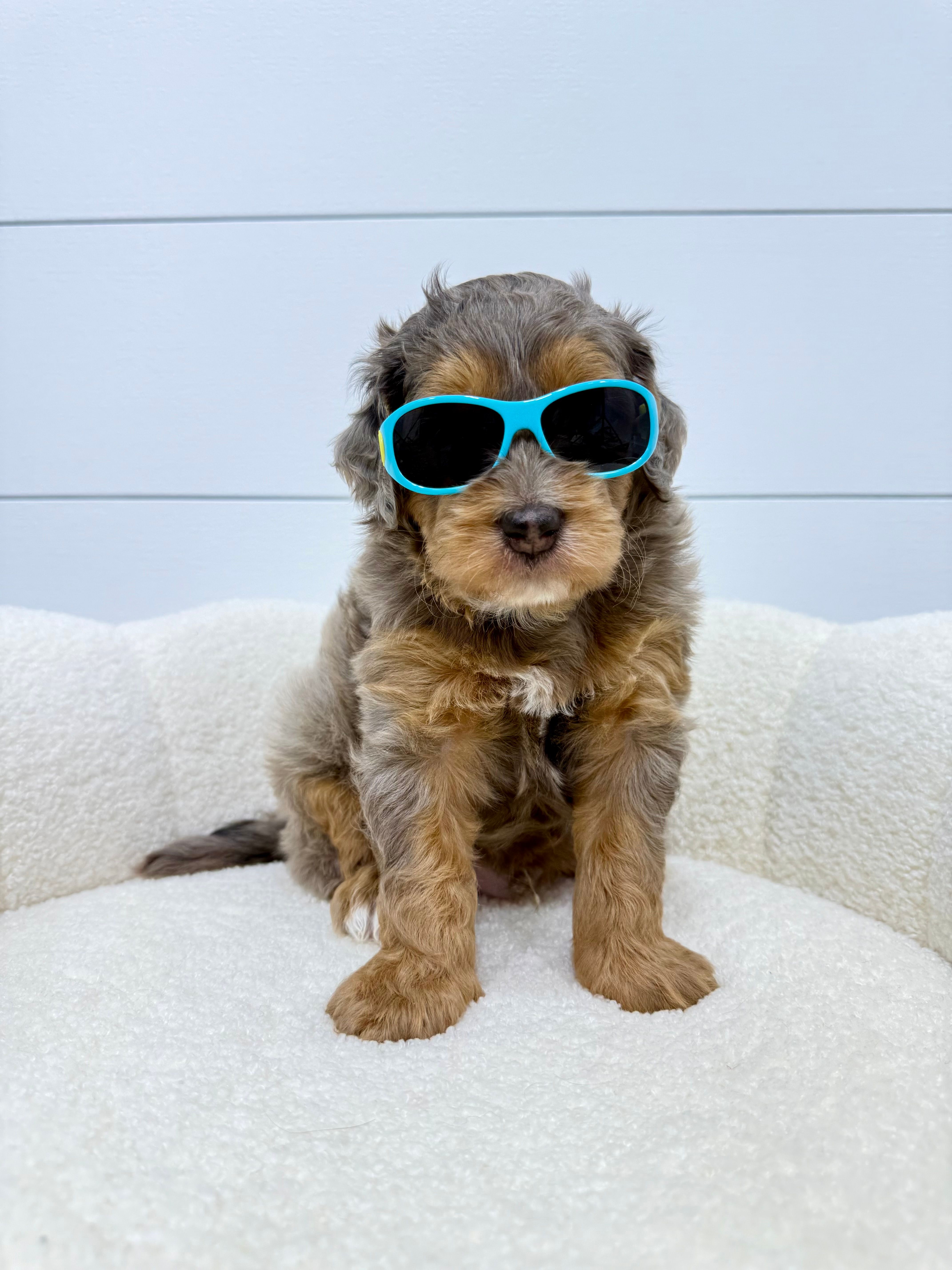 Cash 🥰 – Miniature Goldendoodle puppy for sale in Dover, OH