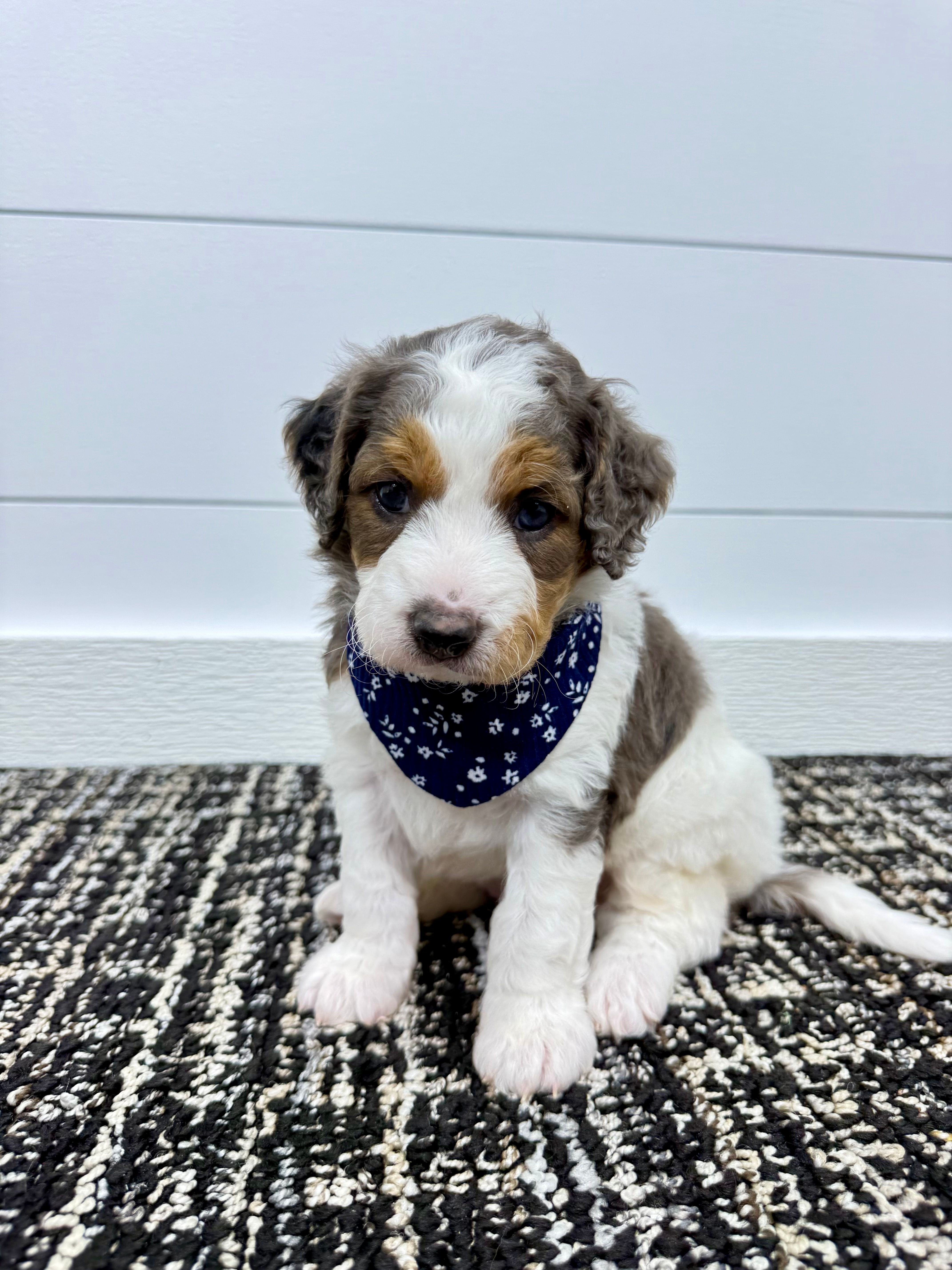 Emma – Miniature Goldendoodle puppy for sale in Dover, OH