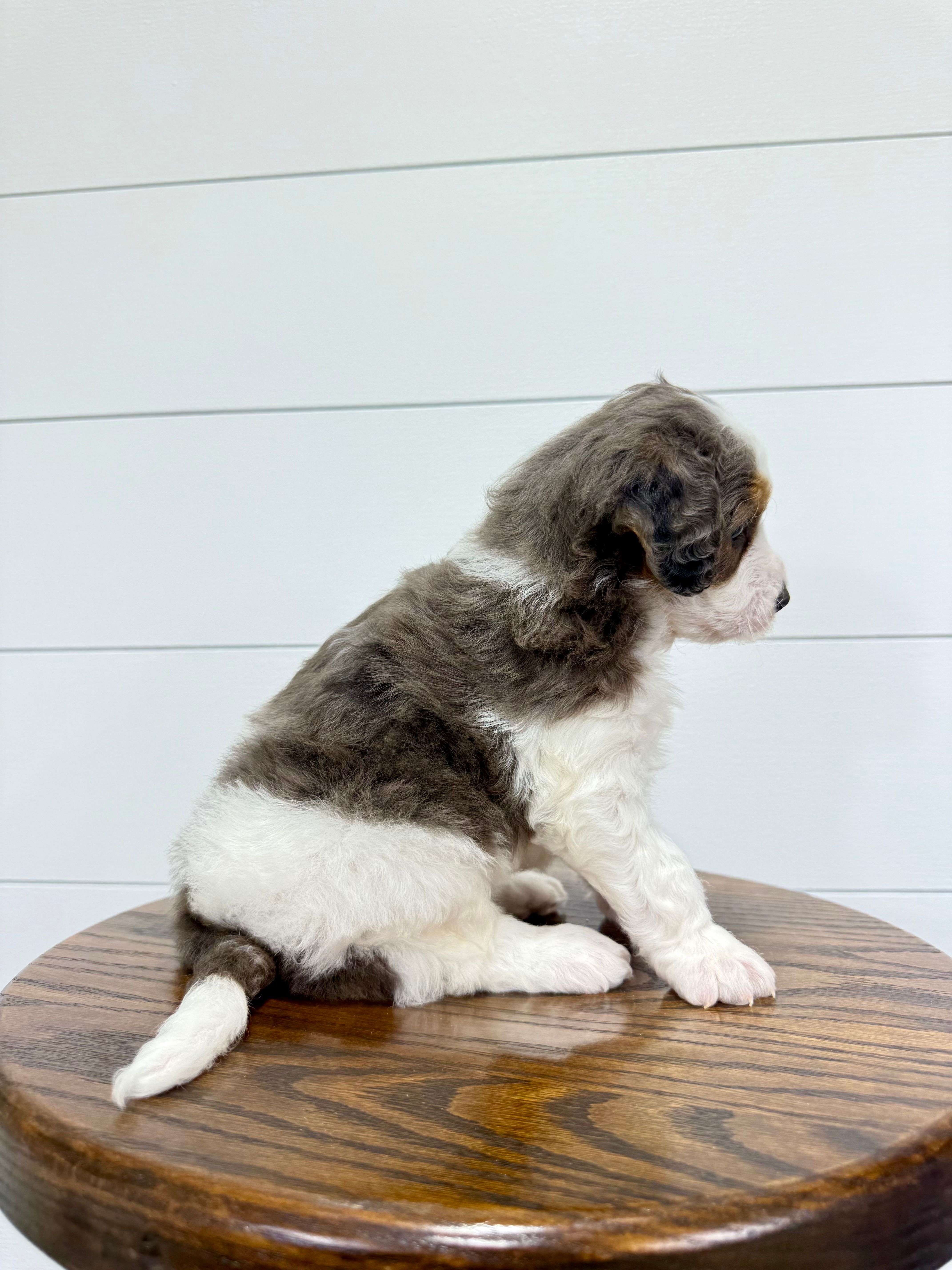 Emma, a female Miniature Goldendoodle for sale in Dover, OH – Photo 4 of 10