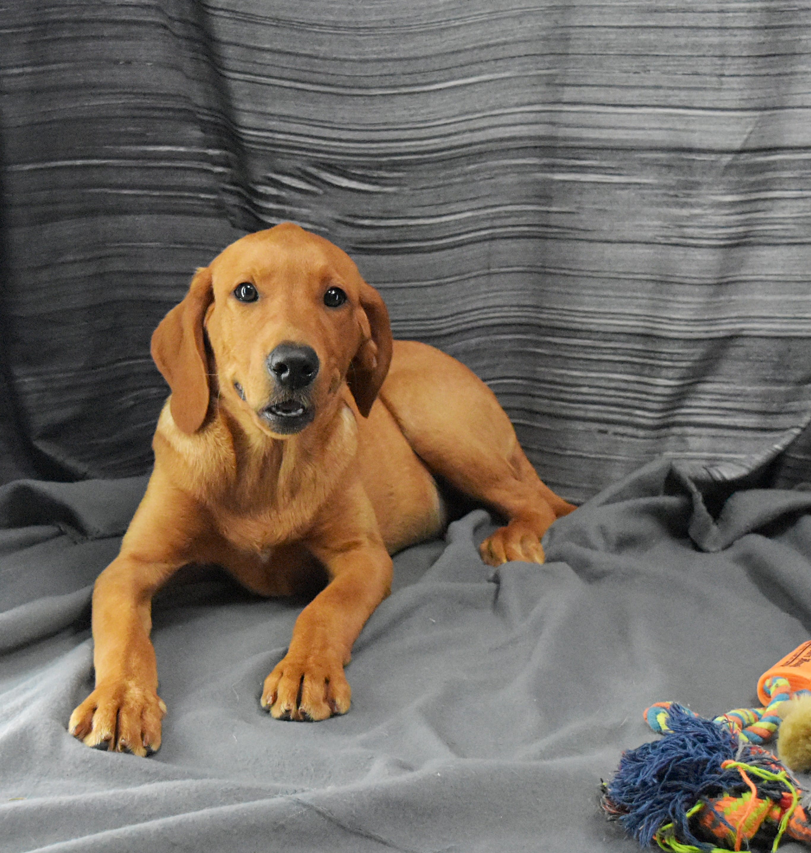 Copper – Labrador Retriever puppy for sale in Murphysboro, IL