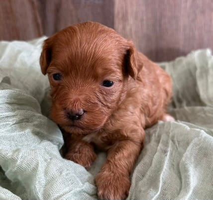 Brooks – Maltipoo puppy for sale in Sullivan, IL