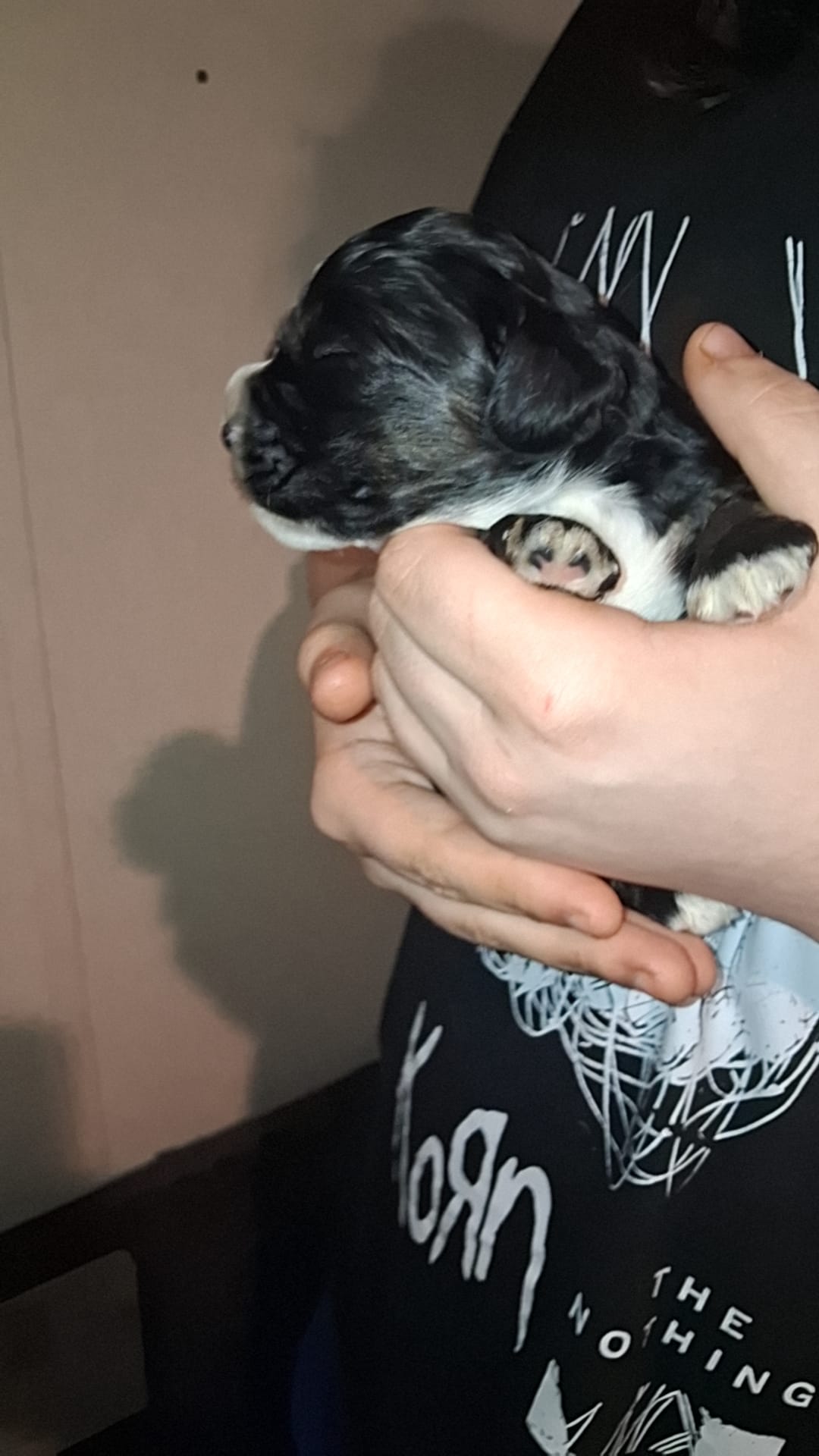 Dexter – Cocker Spaniel puppy for sale in Moncks Corner, SC