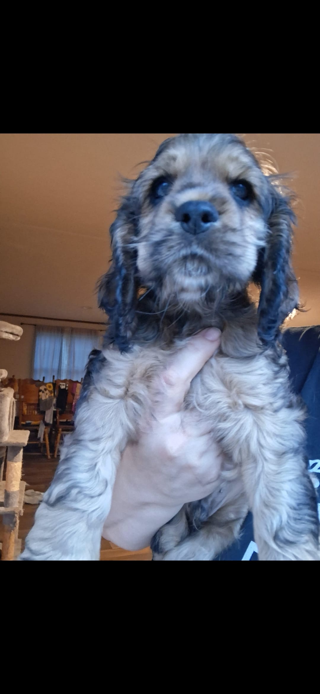 Finn – Cocker Spaniel puppy for sale in Moncks Corner, SC