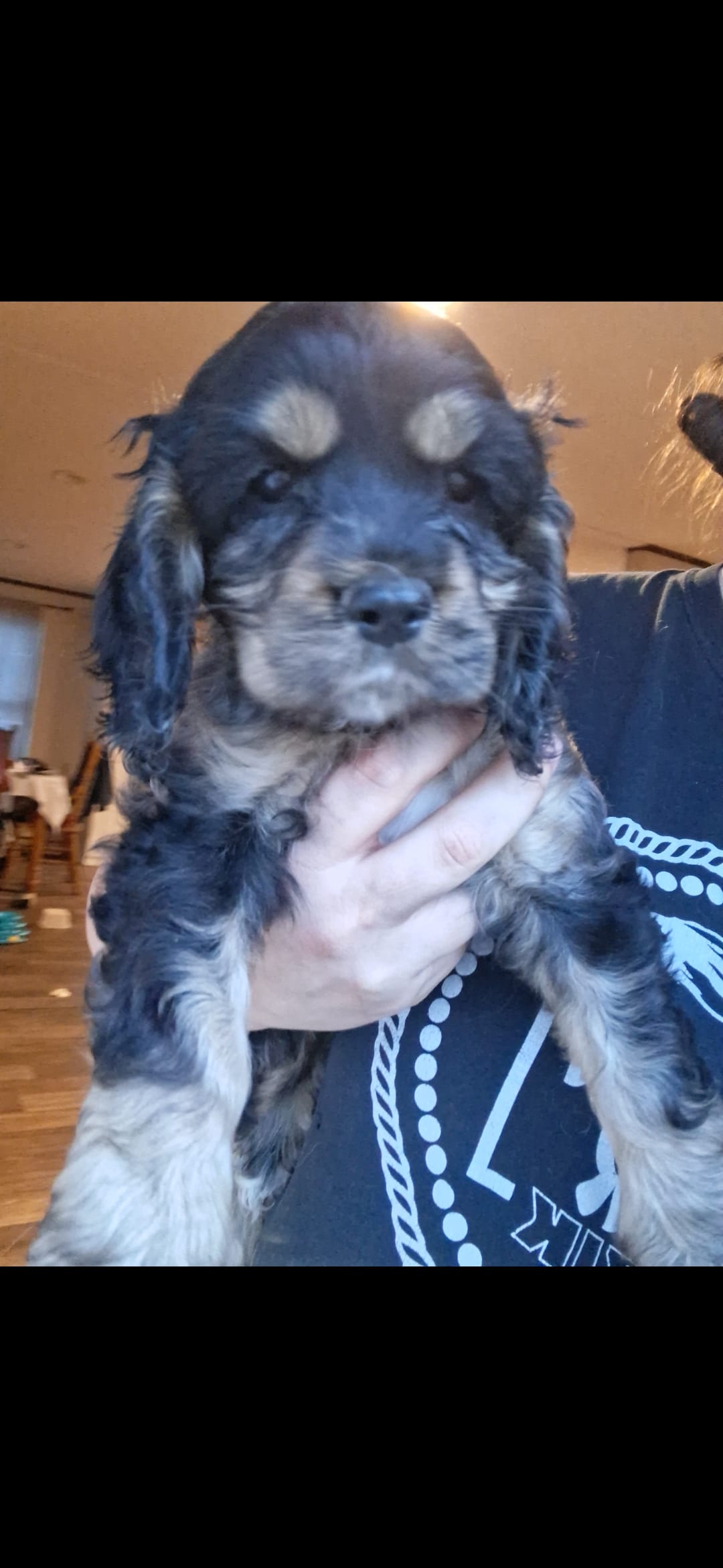 Ell – Cocker Spaniel puppy for sale in Moncks Corner, SC