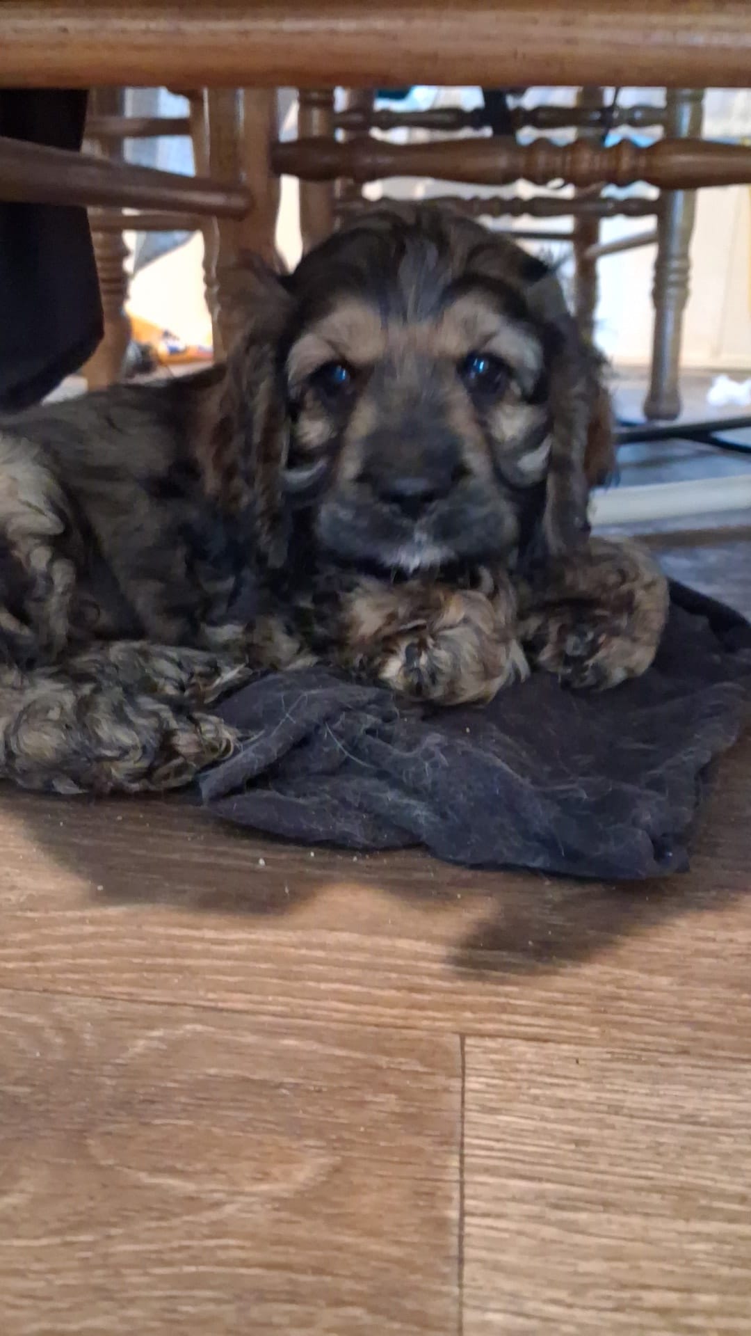 Steve – Cocker Spaniel puppy for sale in Moncks Corner, SC