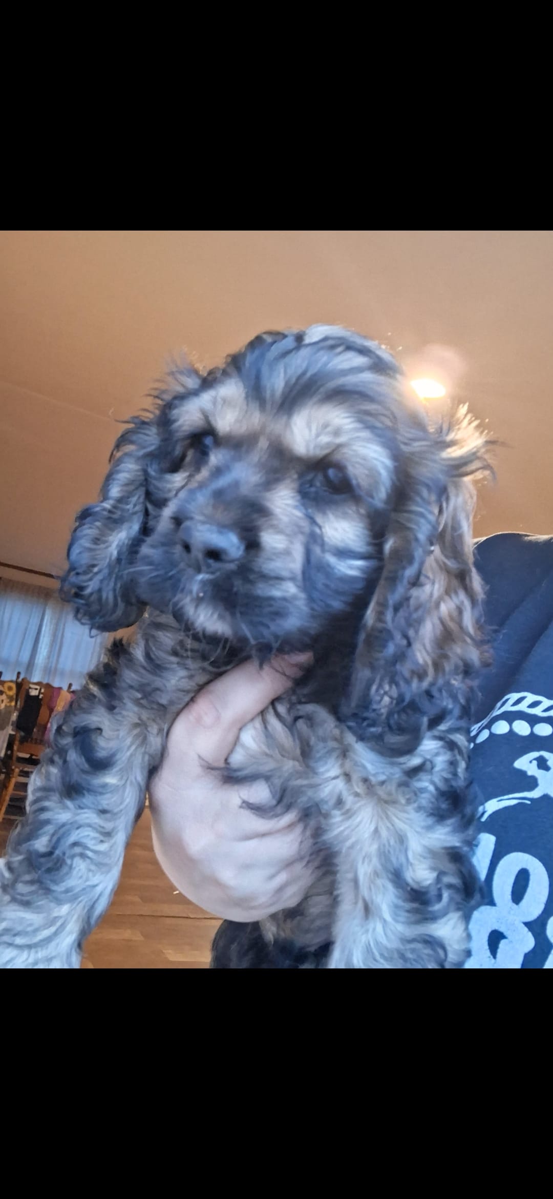 Steve – Cocker Spaniel puppy for sale in Moncks Corner, SC