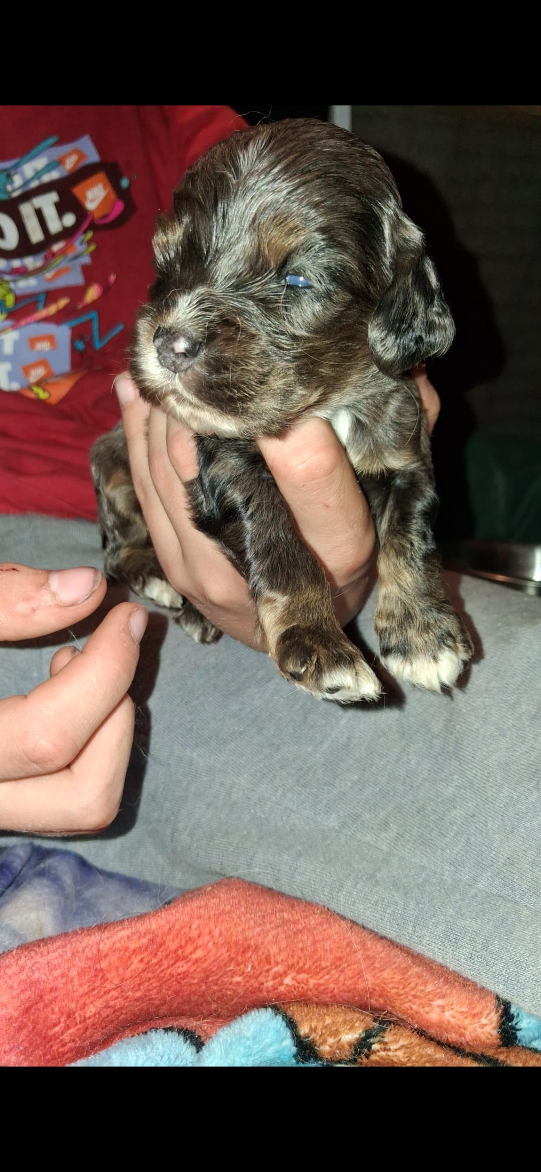 Sleepy – Cocker Spaniel puppy for sale in Moncks Corner, SC