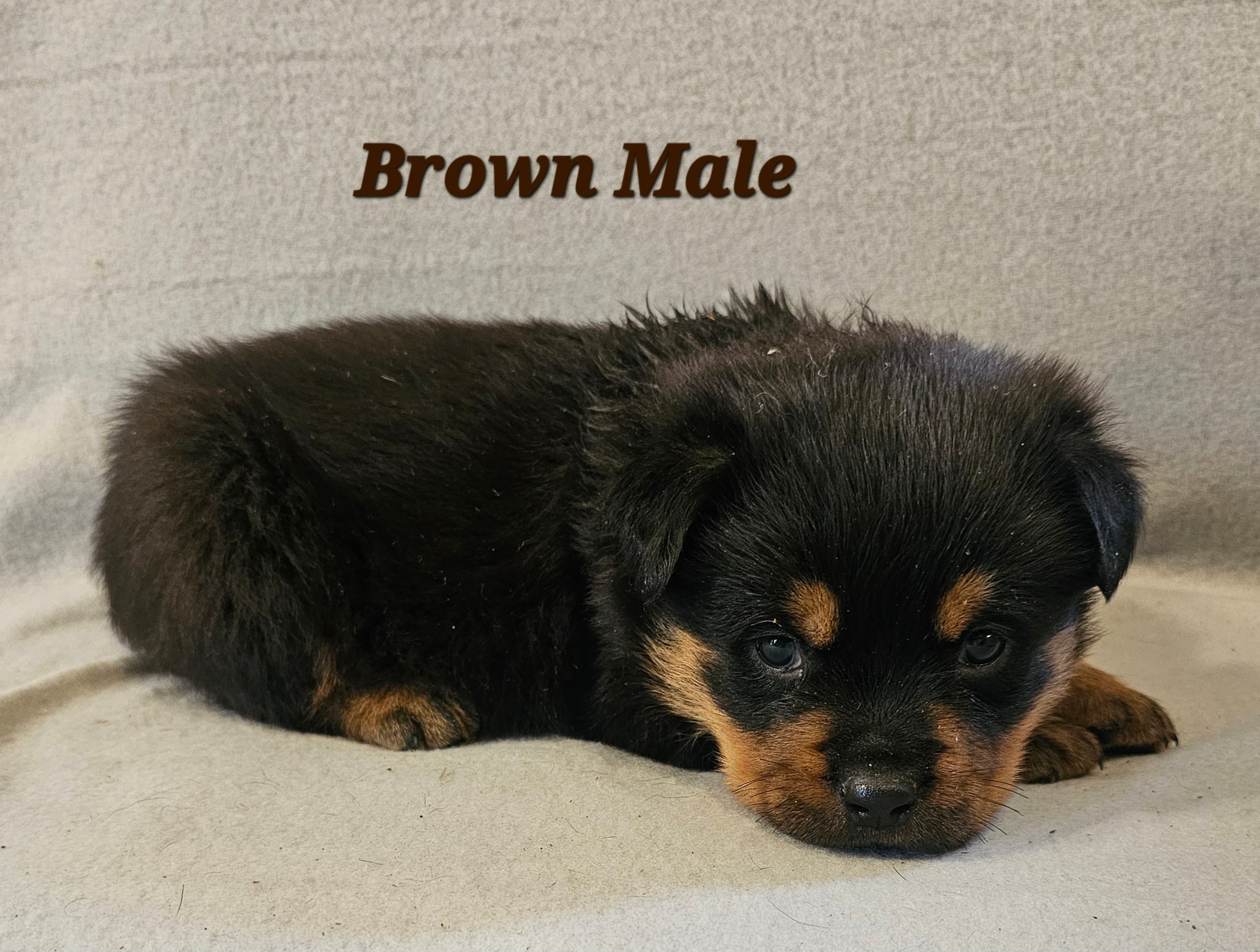 Brown Male  – Rottweiler puppy for sale in Centerville, MO