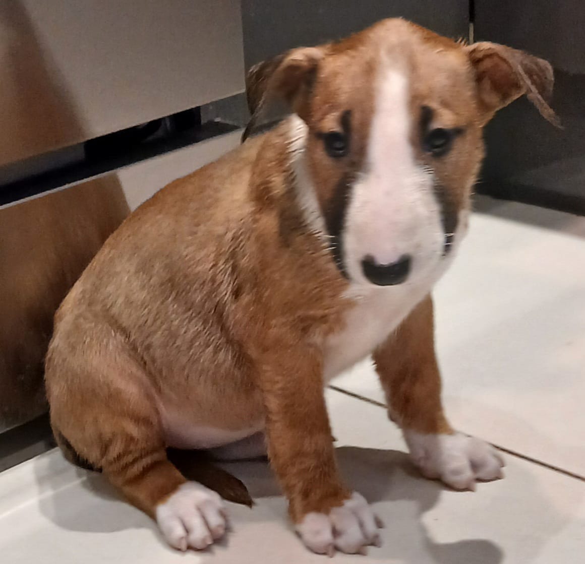 Dulce (de Leche) – Bull Terrier puppy for sale in Hollywood, FL