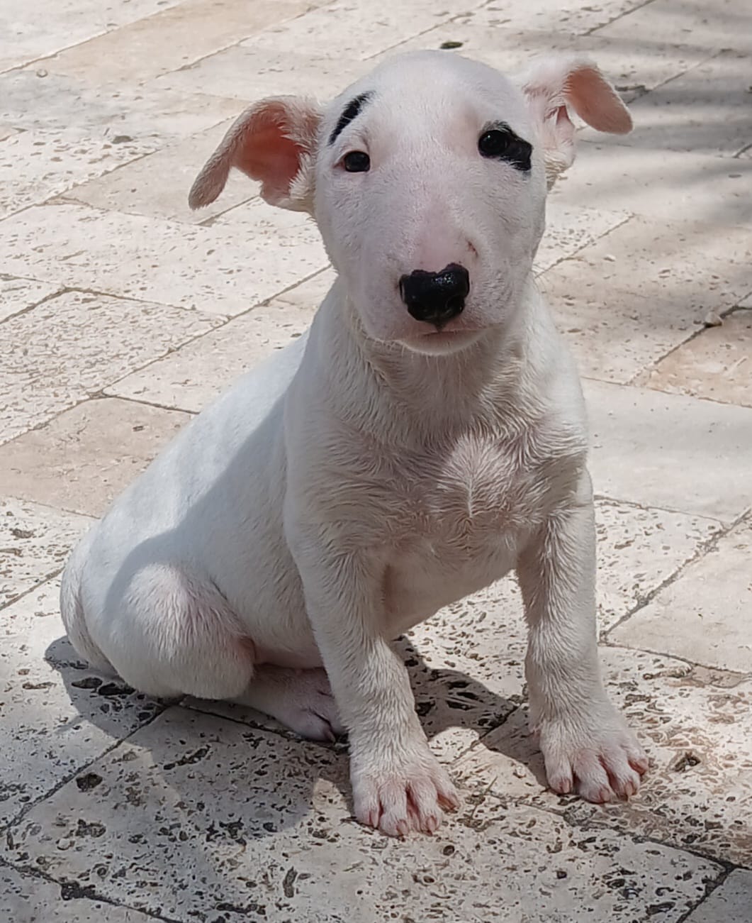 Patches – Bull Terrier puppy for sale in Hollywood, FL