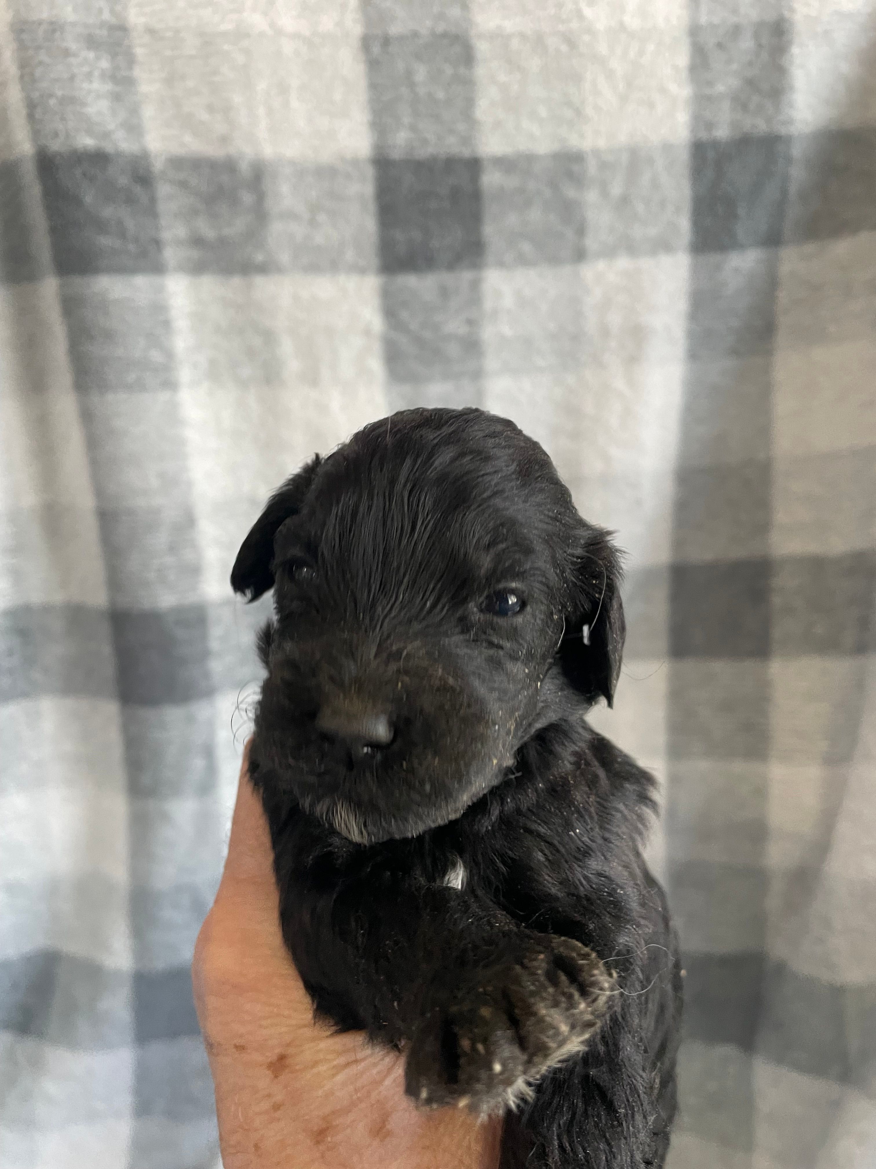 Frannie – Miniature Bernedoodle puppy for sale in Milford, MI