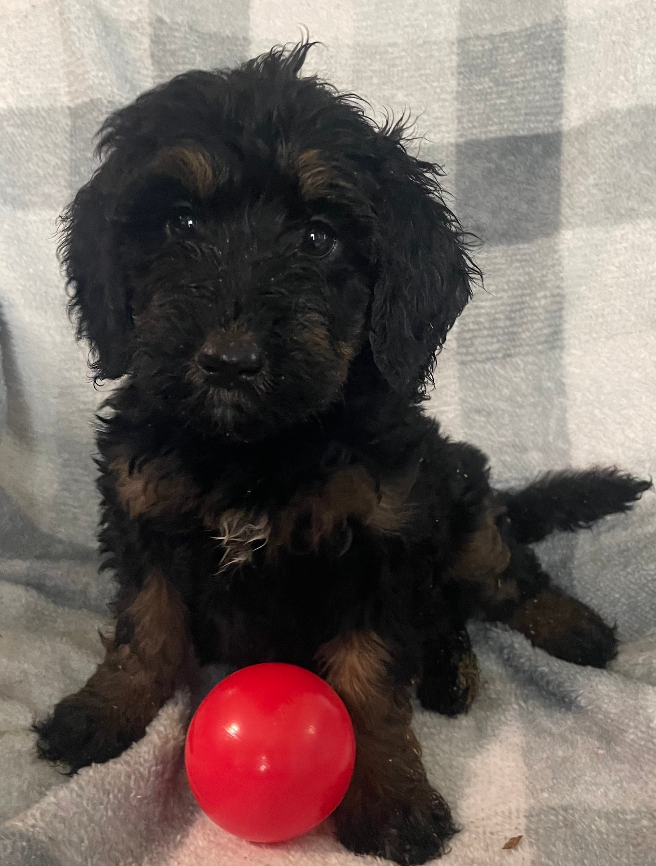 Abby – Bernedoodle puppy for sale in Milford, MI