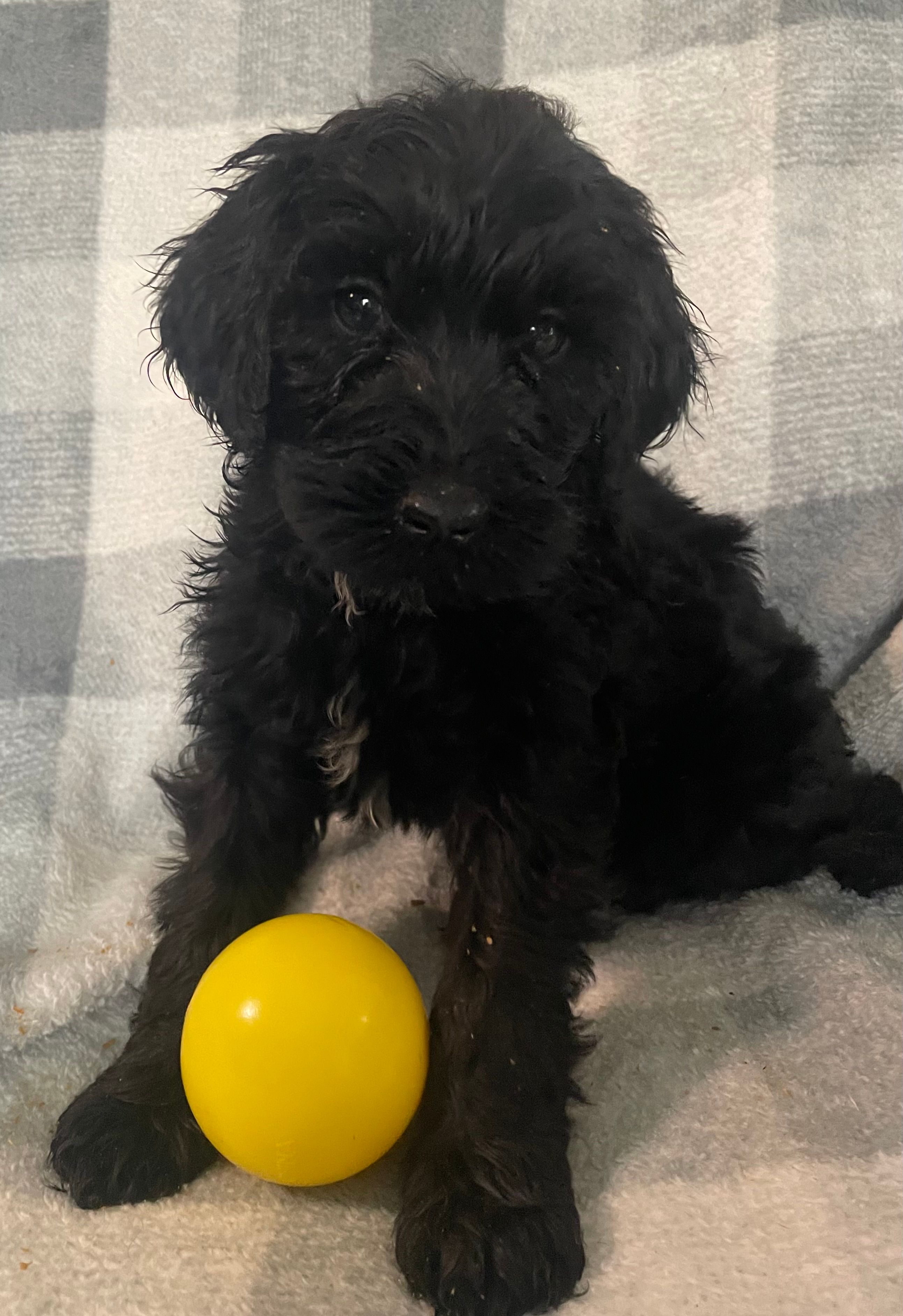 Frannie – Miniature Bernedoodle puppy for sale in Milford, MI
