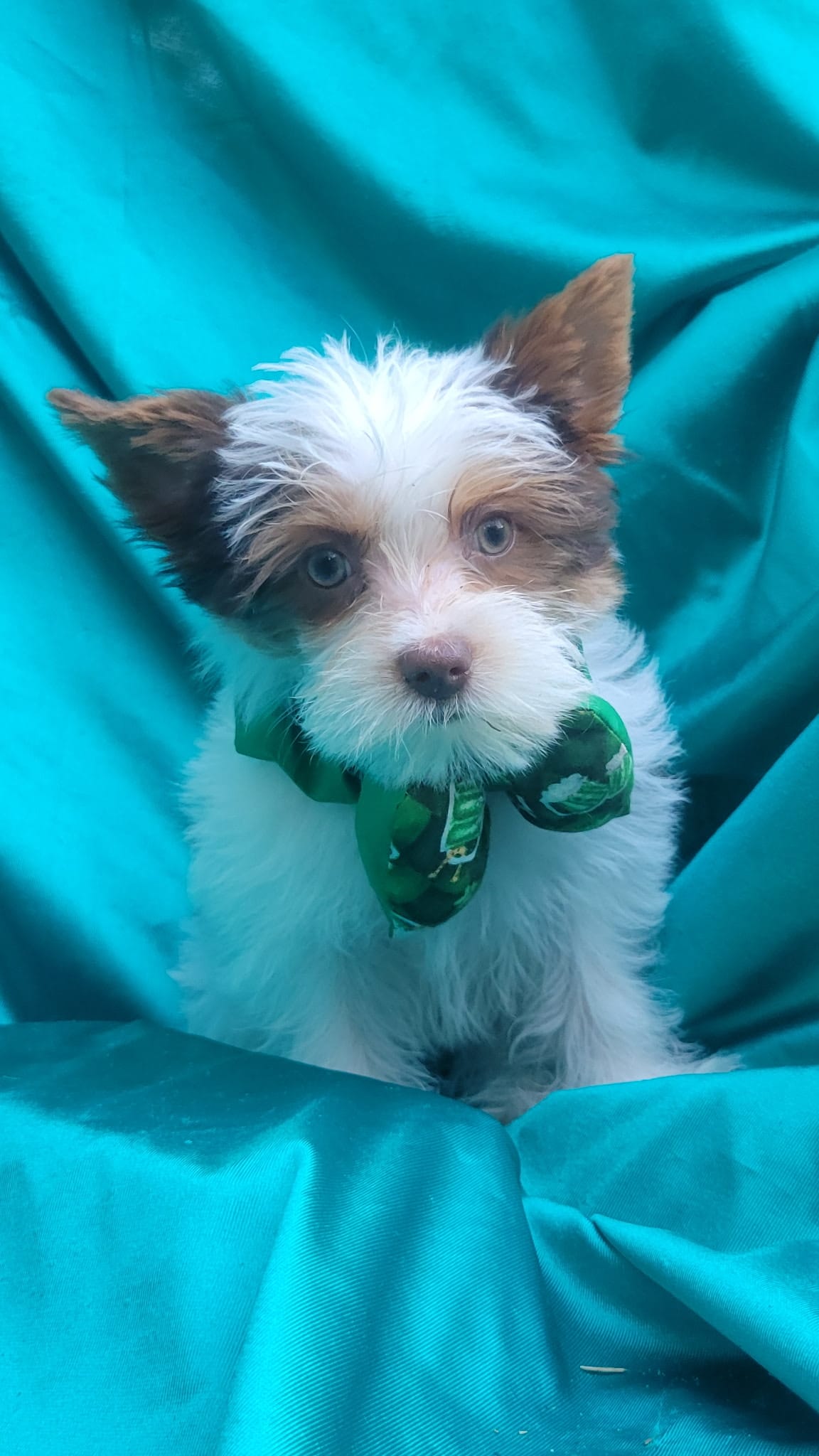 Ressey – Yorkshire Terrier puppy for sale in Defuniak Springs, FL