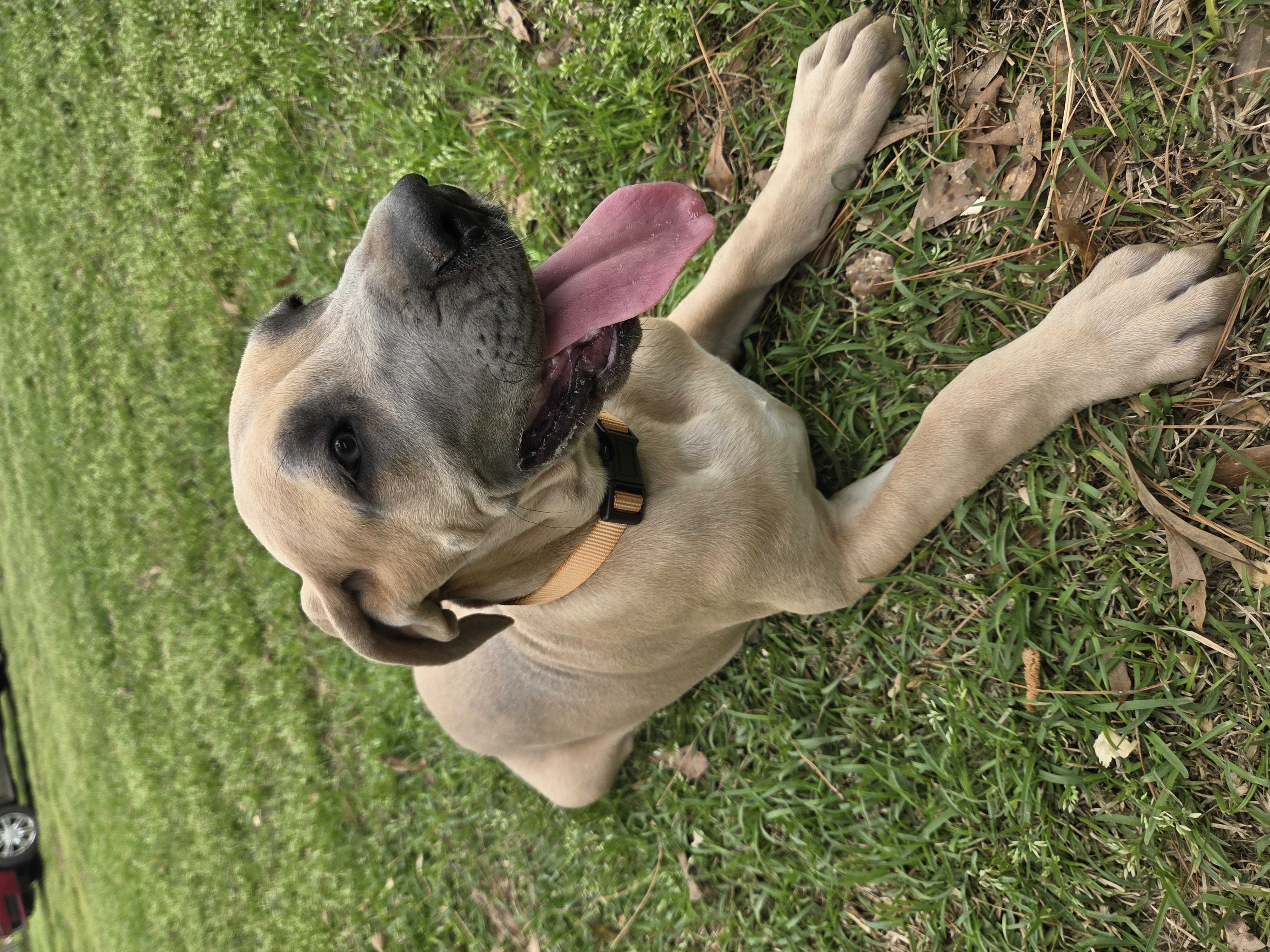 Lillian – Great Dane puppy for sale in Ridgeville, SC