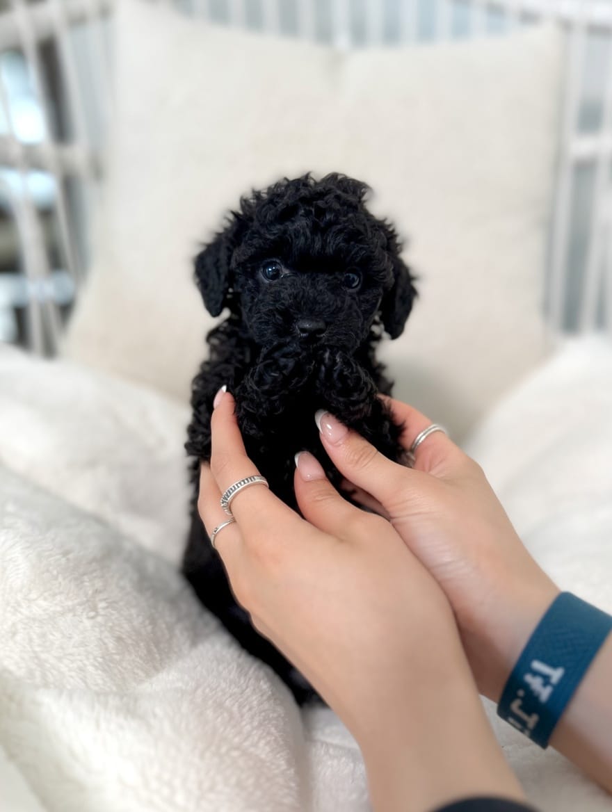 Batman  – Poodle - Toy  puppy for sale in Pompano Beach, FL