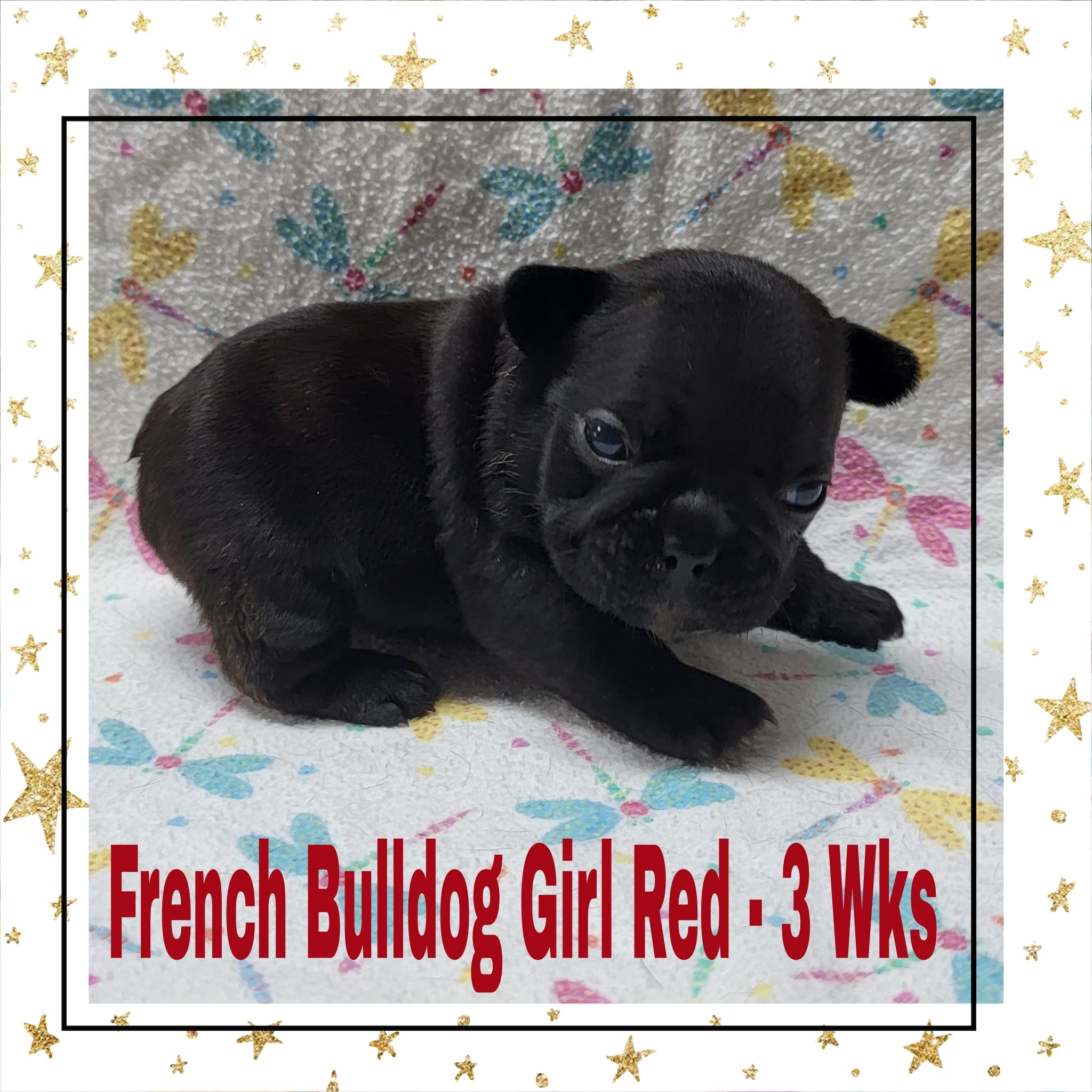 Girl Red – French Bulldog puppy for sale in Rio, WV