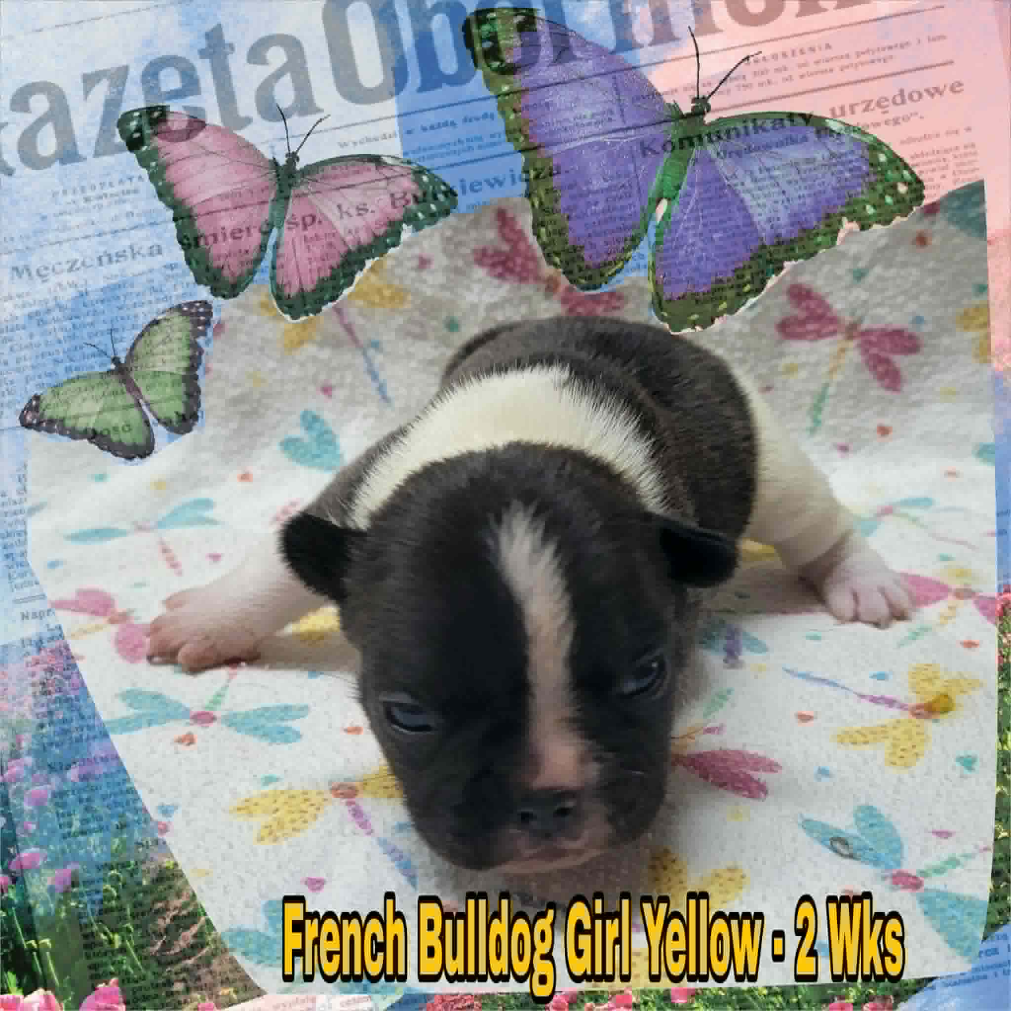 Girl Yellow – French Bulldog puppy for sale in Rio, WV