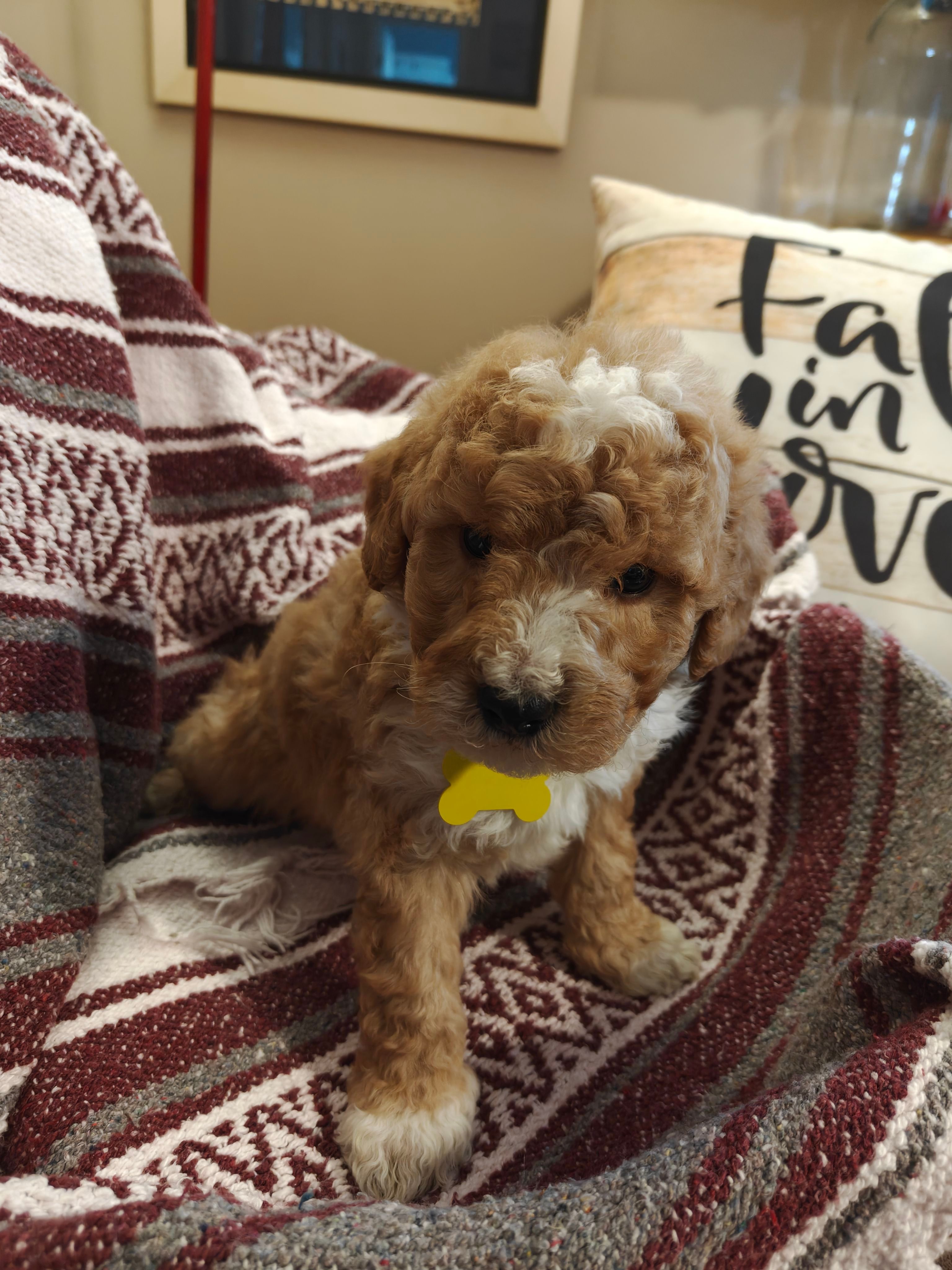 Milo – Miniature Goldendoodle puppy for sale in Kansas City, MO