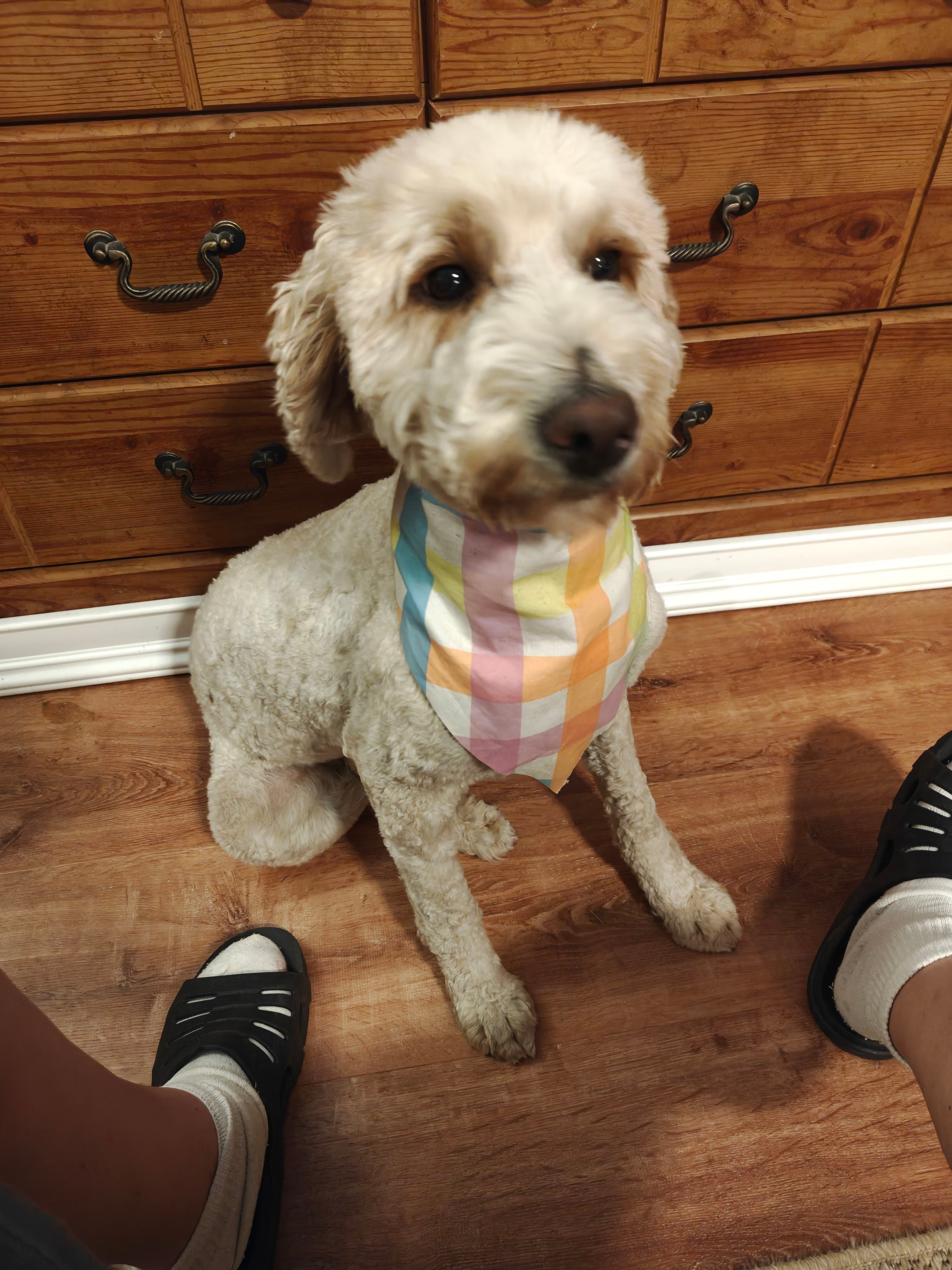 Lady, a female Miniature Goldendoodle for sale in Kansas City, MO – Photo 3 of 3