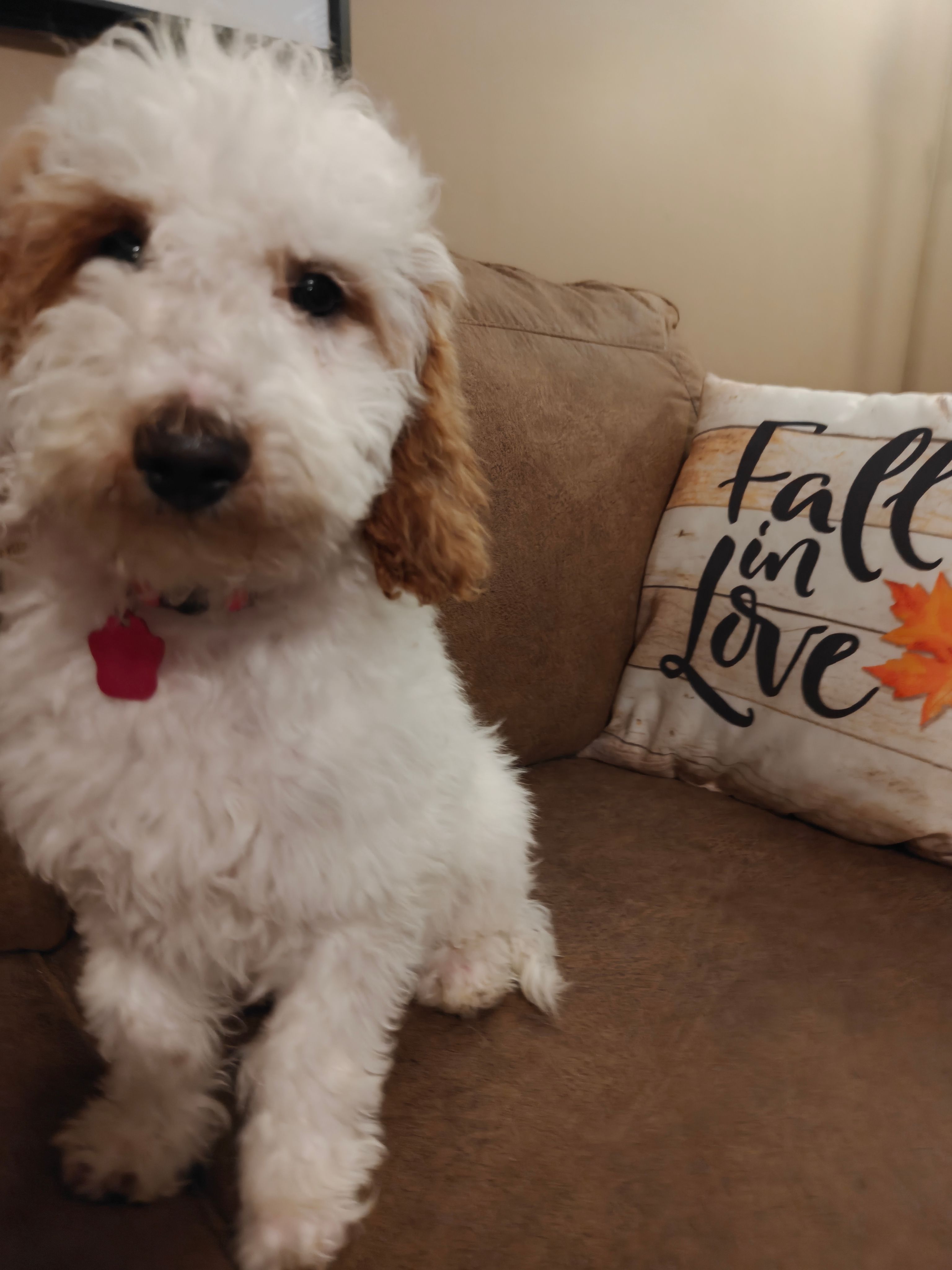 Max – Miniature Goldendoodle puppy for sale in Kansas City, MO