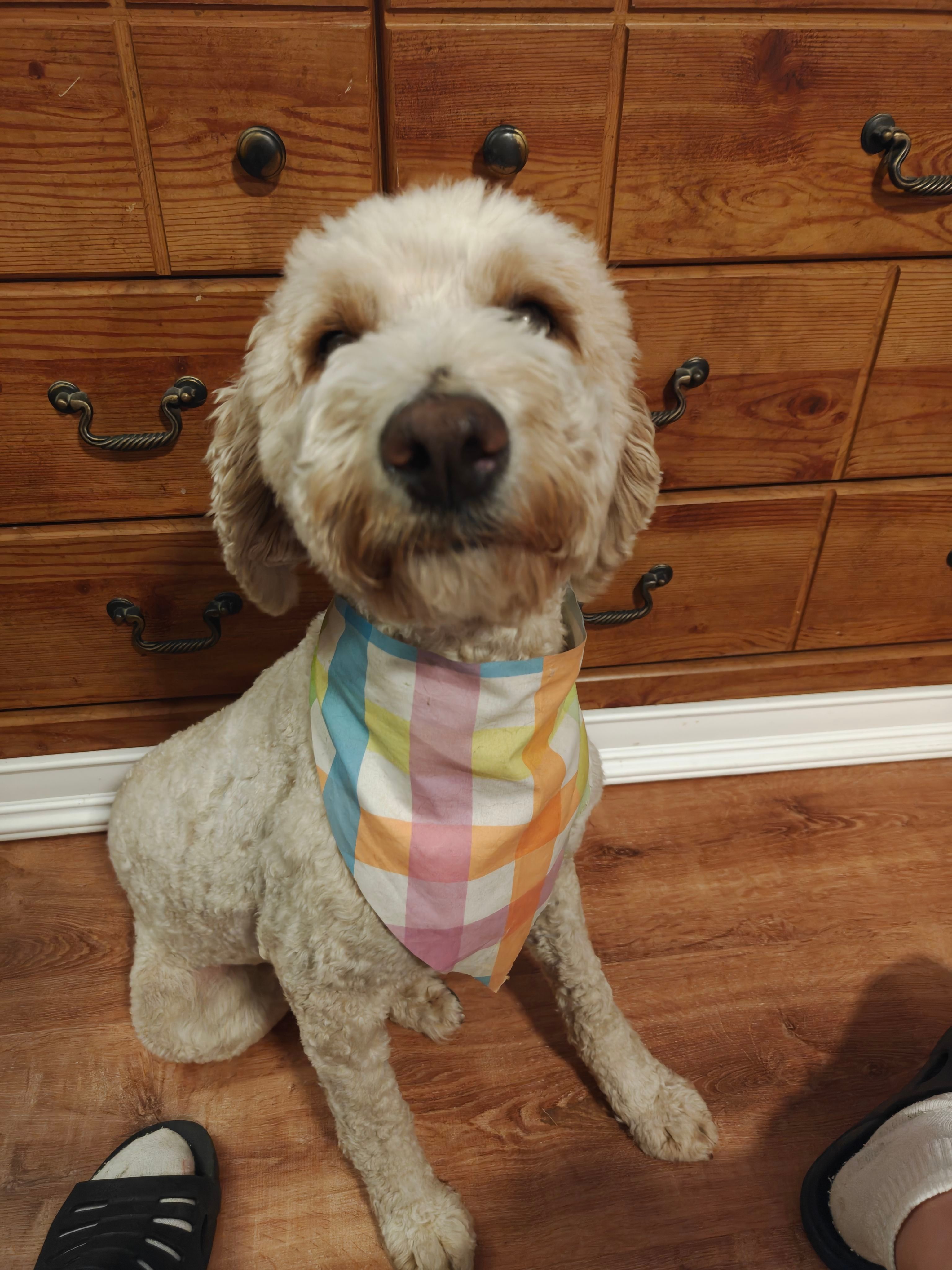 Lady, a female Miniature Goldendoodle for sale in Kansas City, MO – Photo 2 of 3