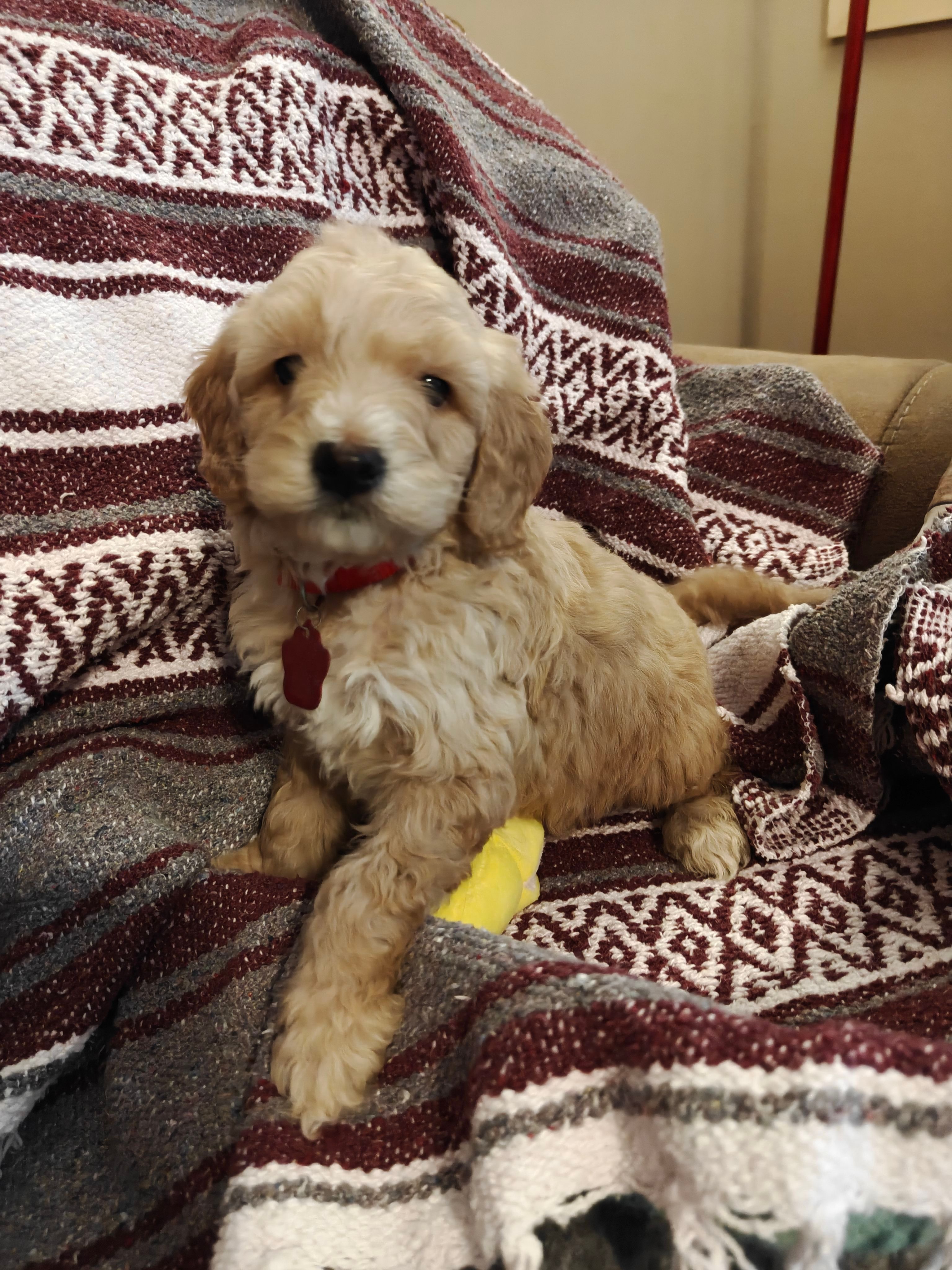Leo – Miniature Goldendoodle puppy for sale in Kansas City, MO