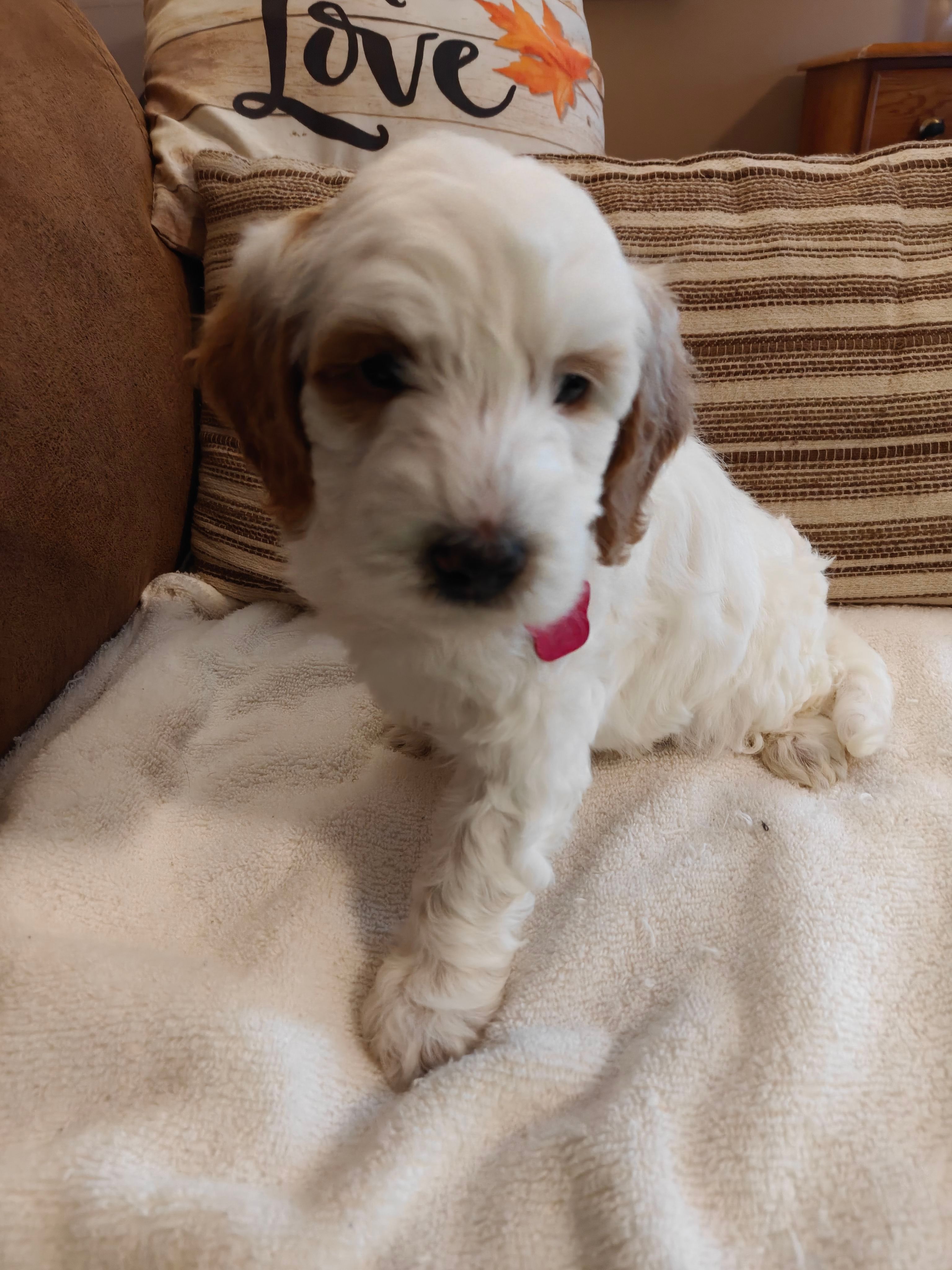 Lyle – Miniature Goldendoodle puppy for sale in Kansas City, MO