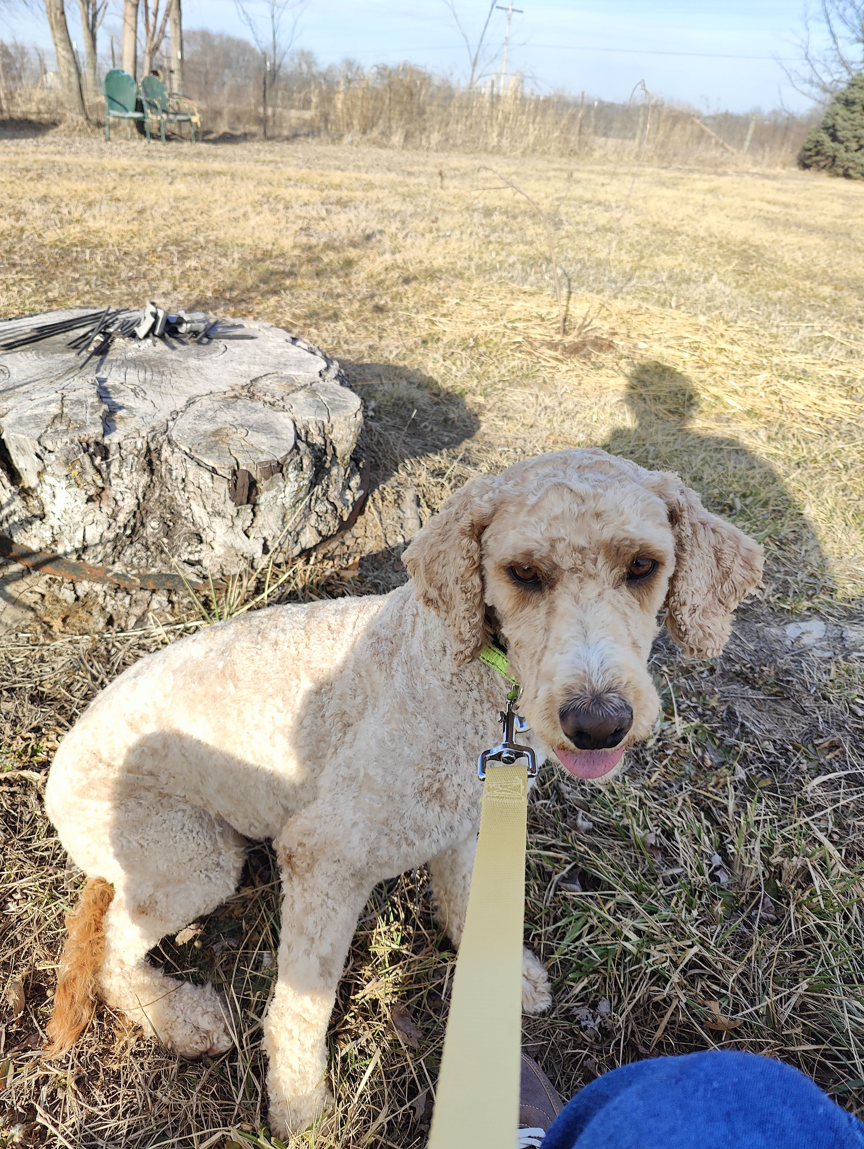 Morgan, a female Goldendoodle and Poodle - Miniature  for sale in Kansas City, MO – Photo 4 of 4
