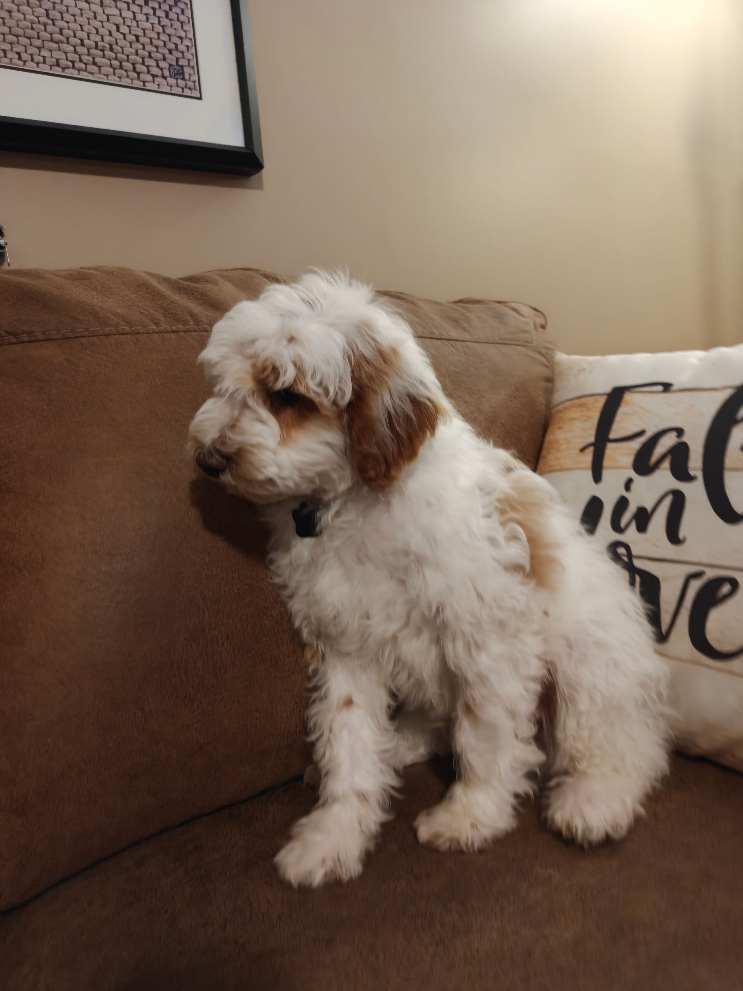 Lucas – Miniature Goldendoodle puppy for sale in Kansas City, MO