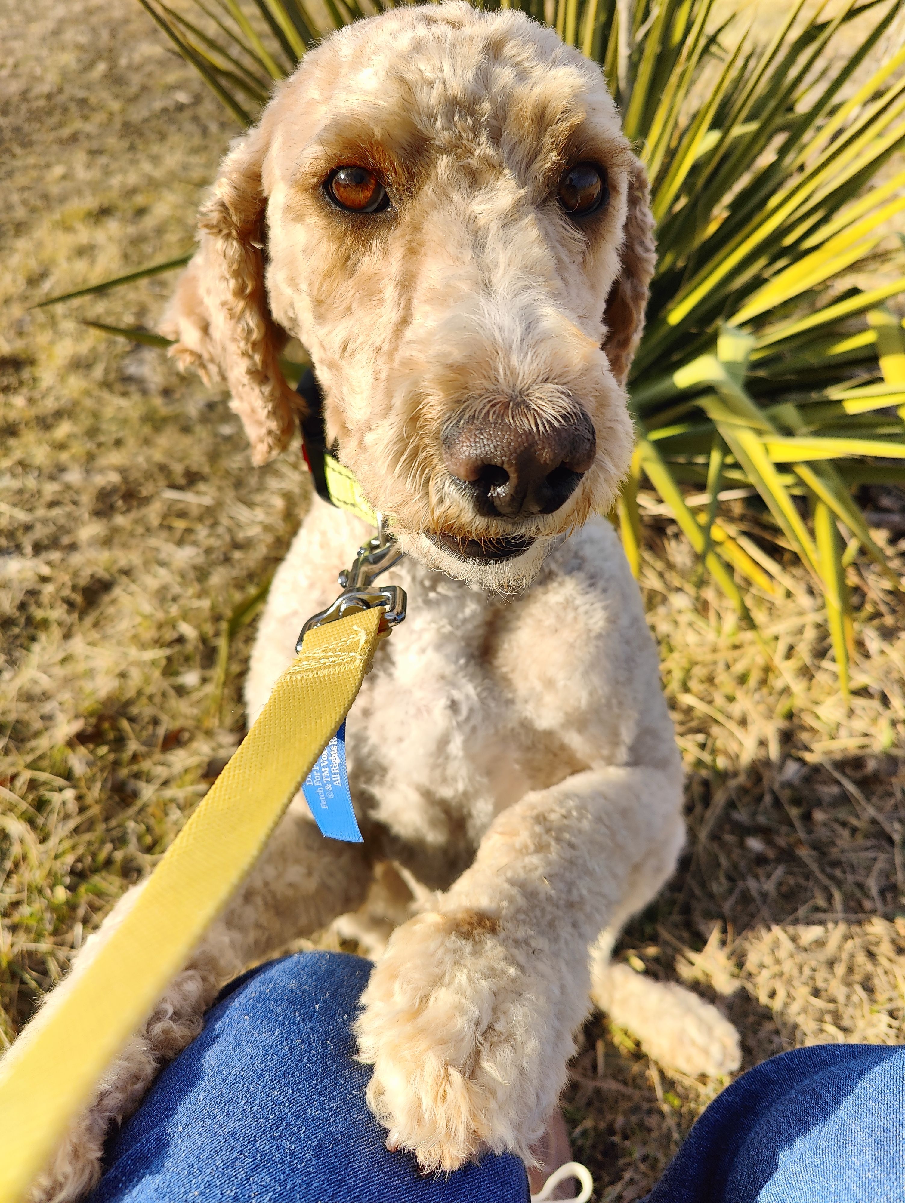 Morgan, a female Goldendoodle and Poodle - Miniature  for sale in Kansas City, MO – Photo 3 of 4