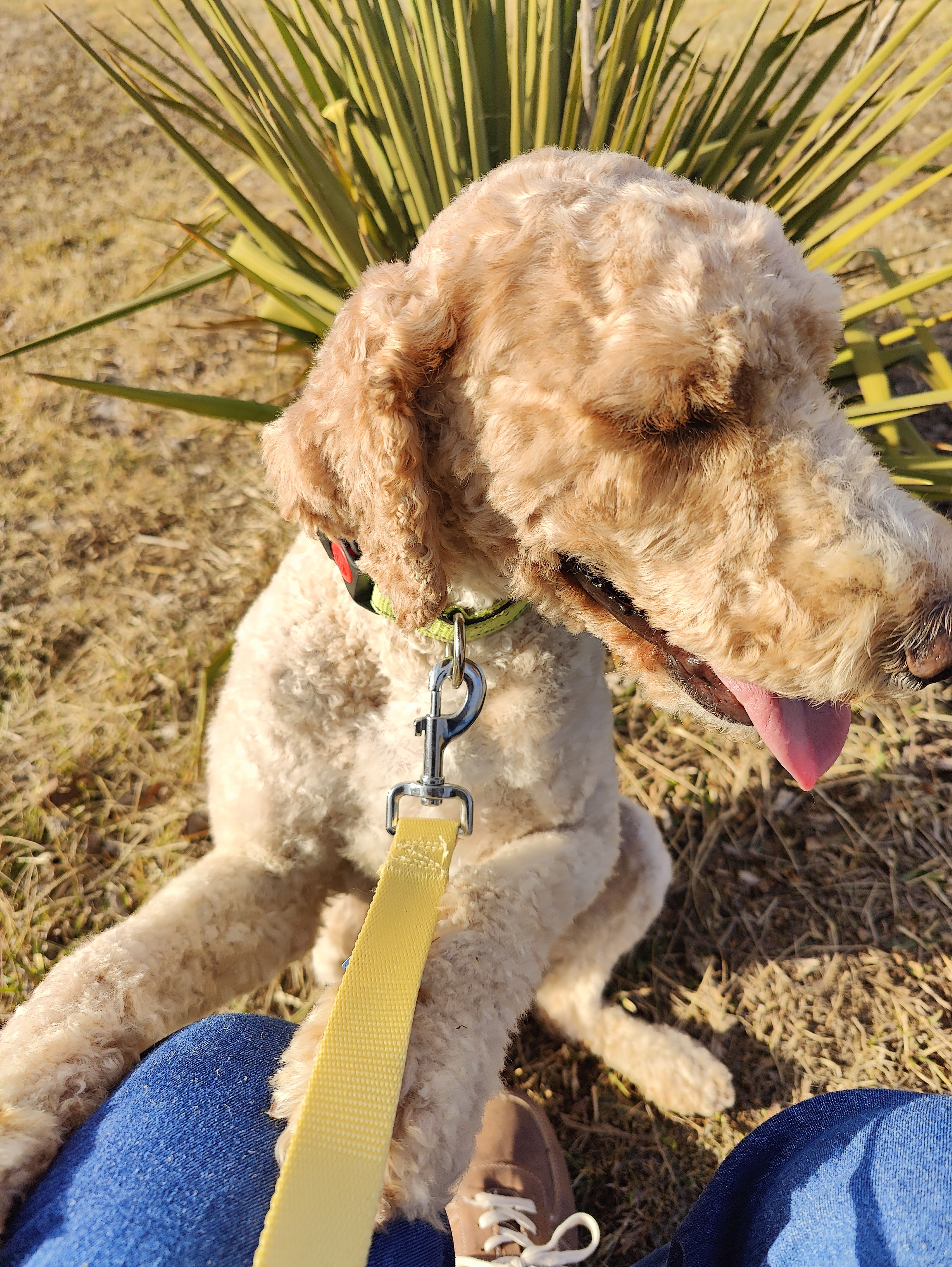 Morgan, a female Goldendoodle and Poodle - Miniature  for sale in Kansas City, MO – Photo 2 of 4