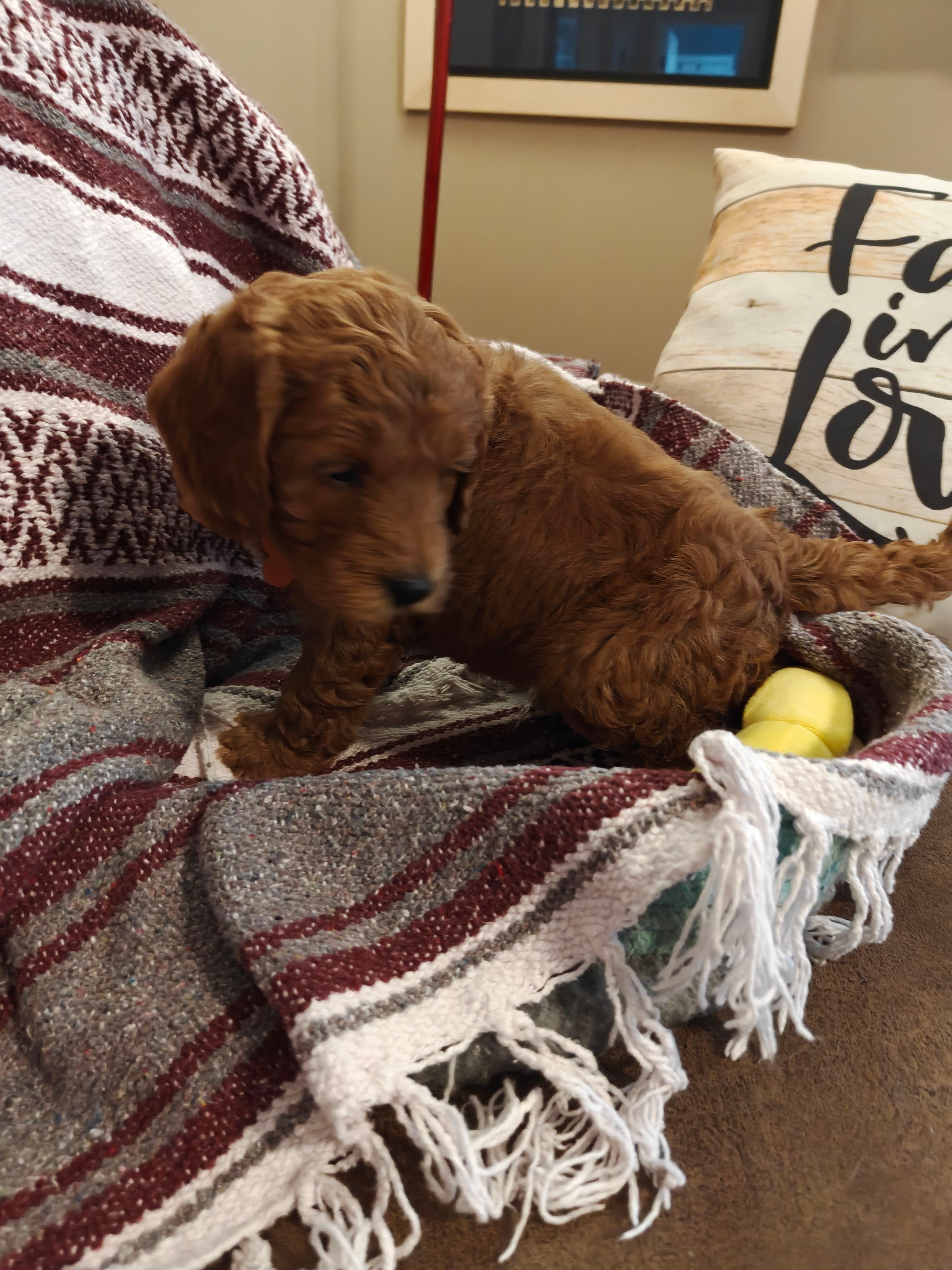 Laker, a male Miniature Goldendoodle for sale in Kansas City, MO – Photo 2 of 2