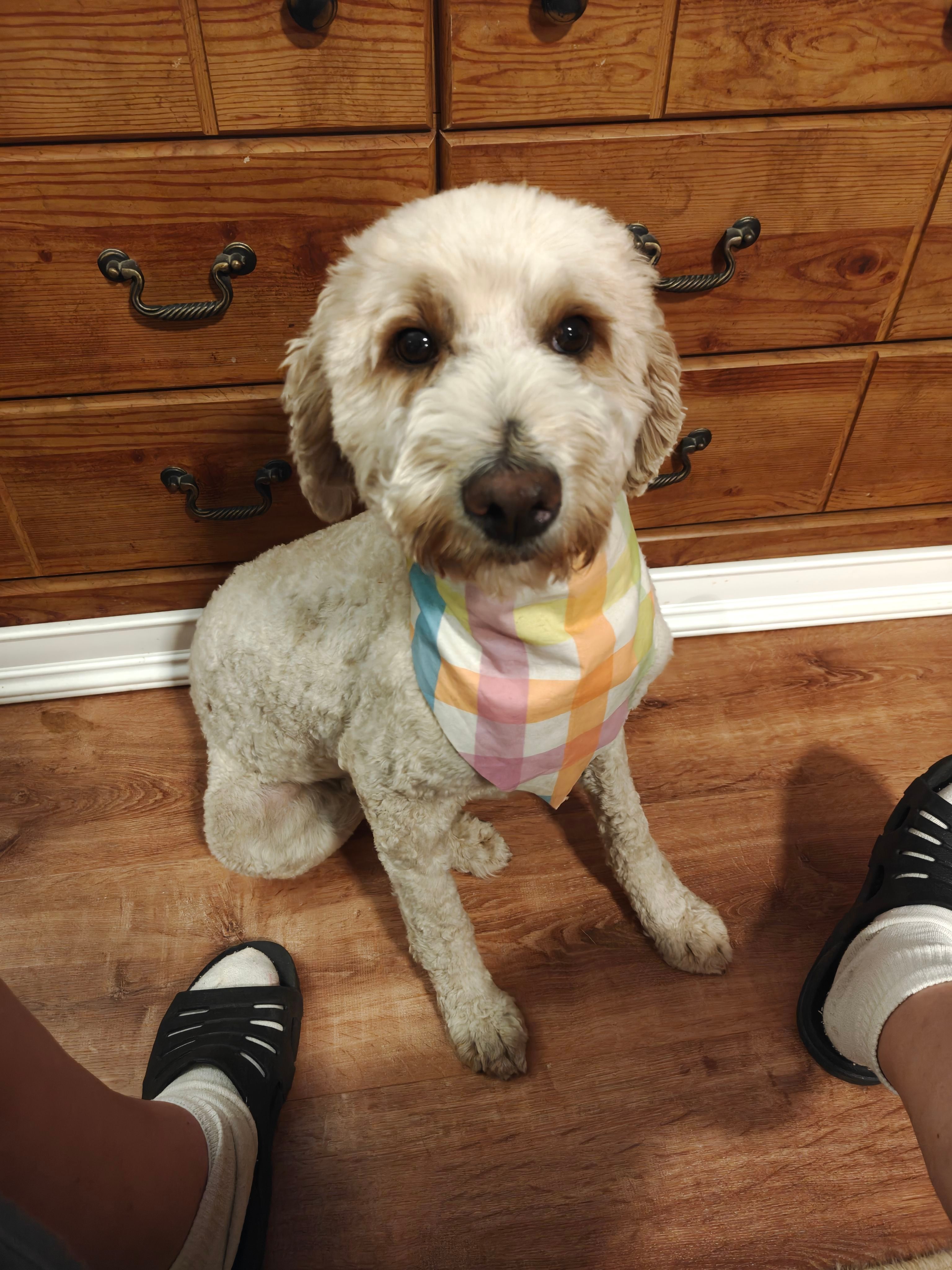 Lady – Miniature Goldendoodle puppy for sale in Kansas City, MO