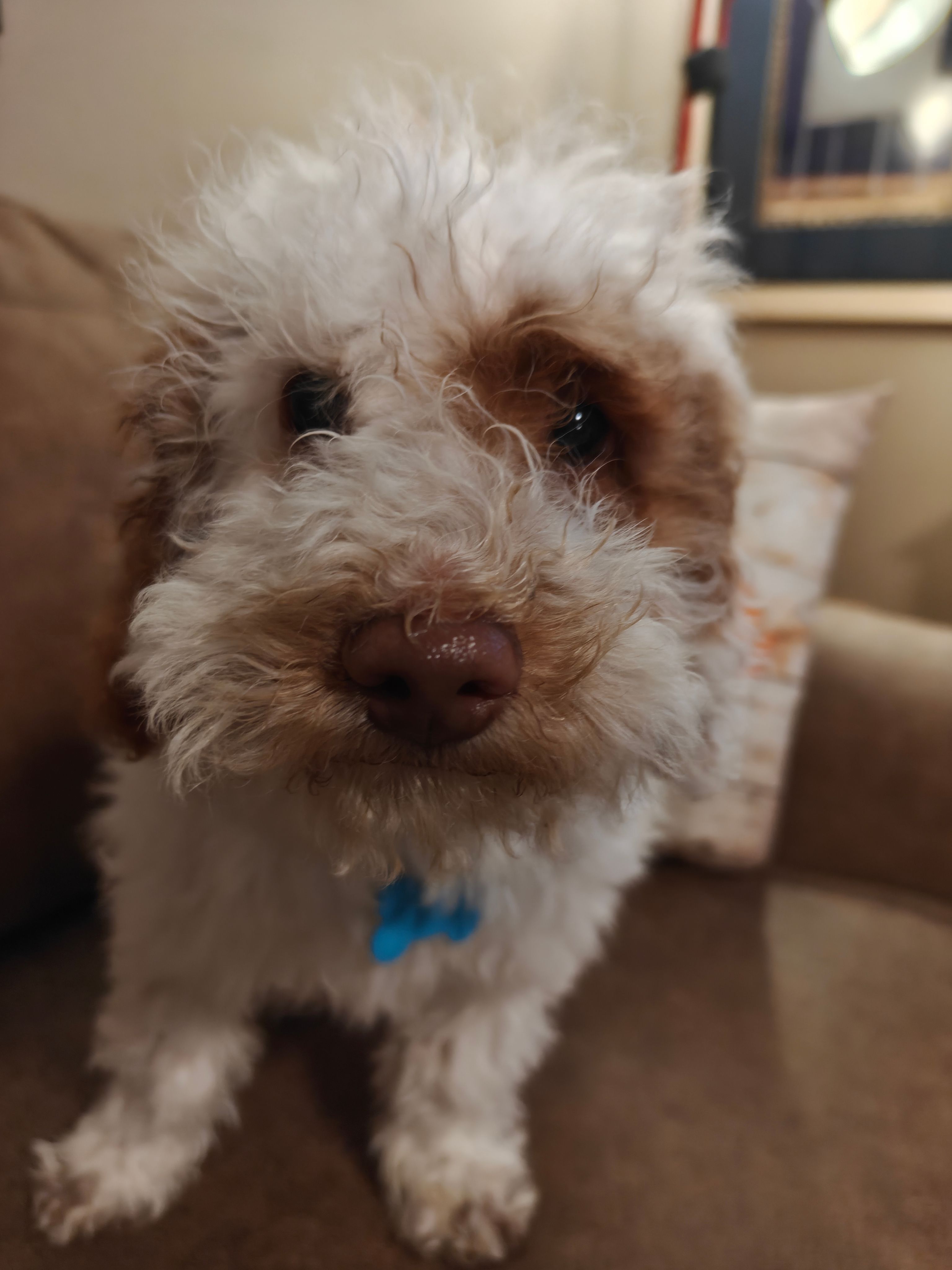 Maverick – Miniature Goldendoodle puppy for sale in Kansas City, MO