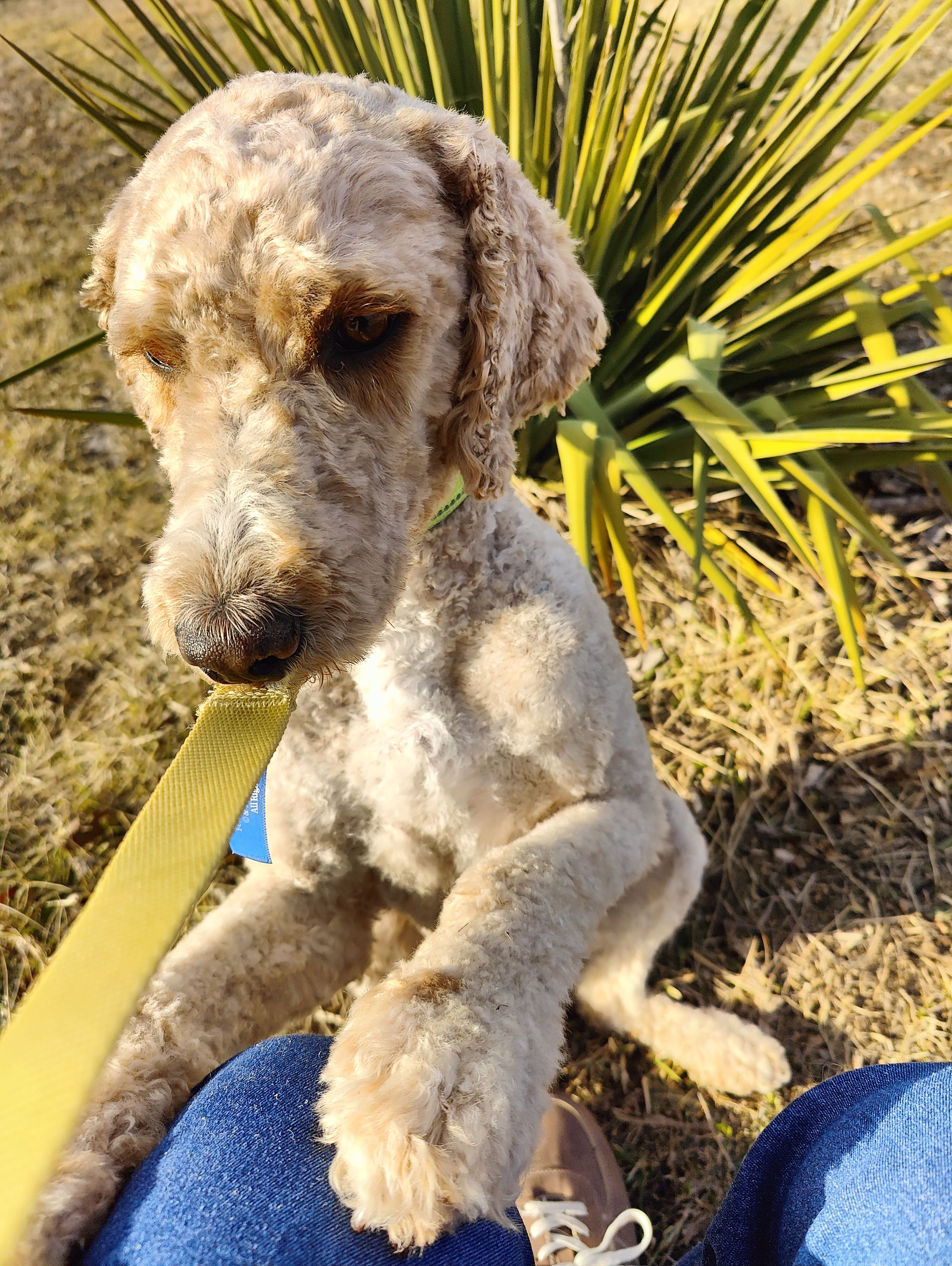 Morgan – Goldendoodle, Poodle - Miniature  puppy for sale in Kansas City, MO