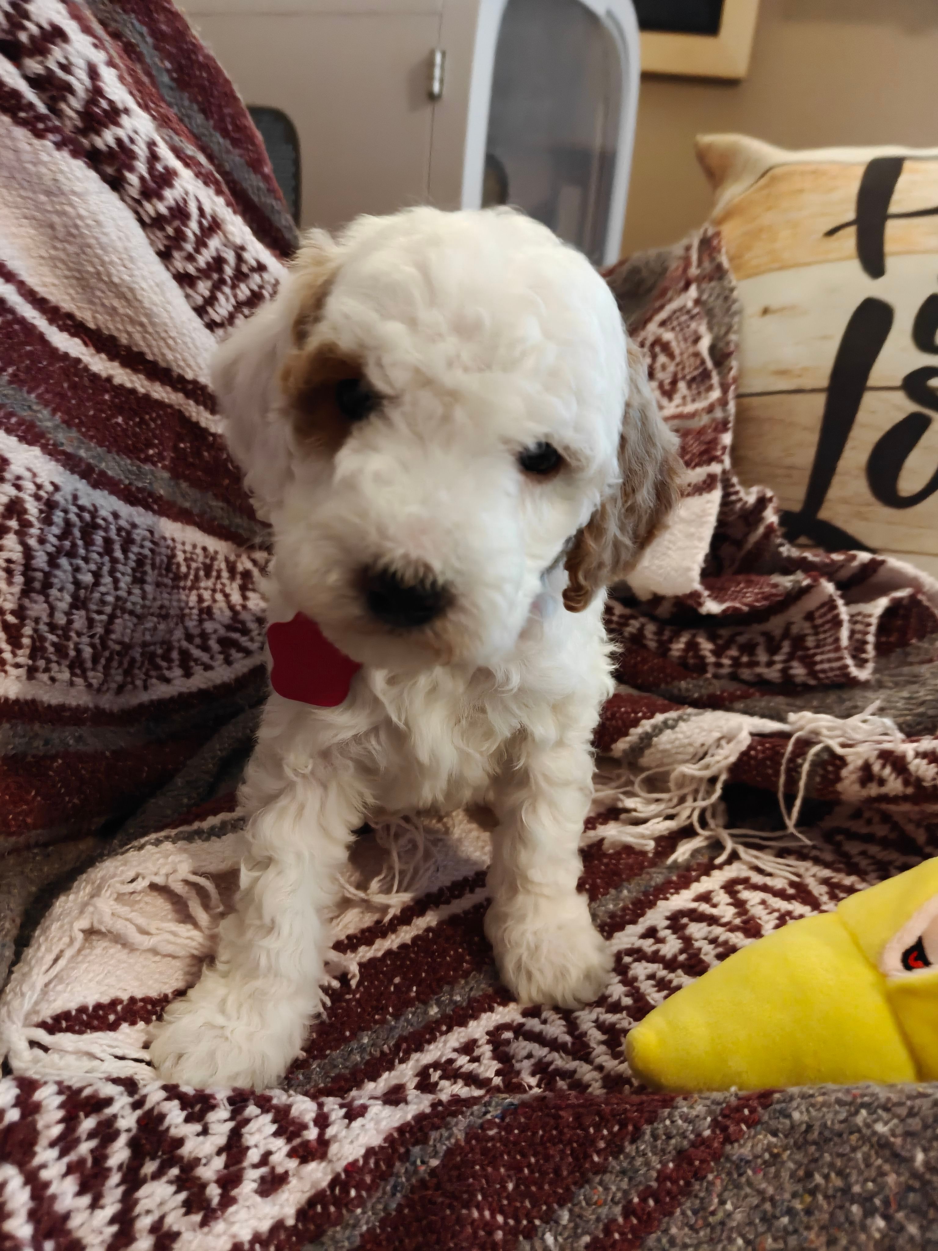 Max – Miniature Goldendoodle puppy for sale in Kansas City, MO